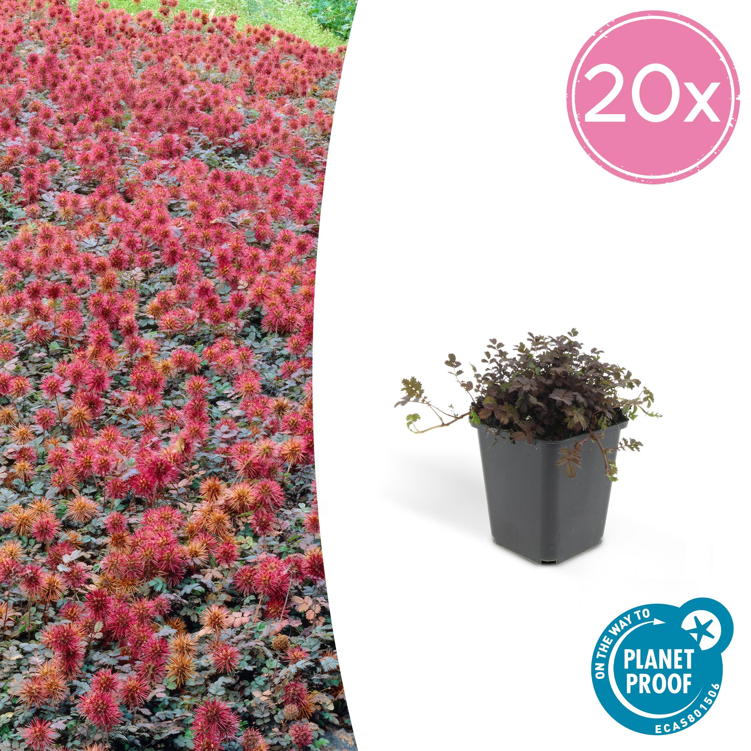 20x Acaena microphylla 'Kupferteppich' en pot Ø9cm  Hauteur 10cm. Plante verte type 20x Acaena microphylla 'Kupferteppich', livrée en pot, idéale pour intérieur lumineux.