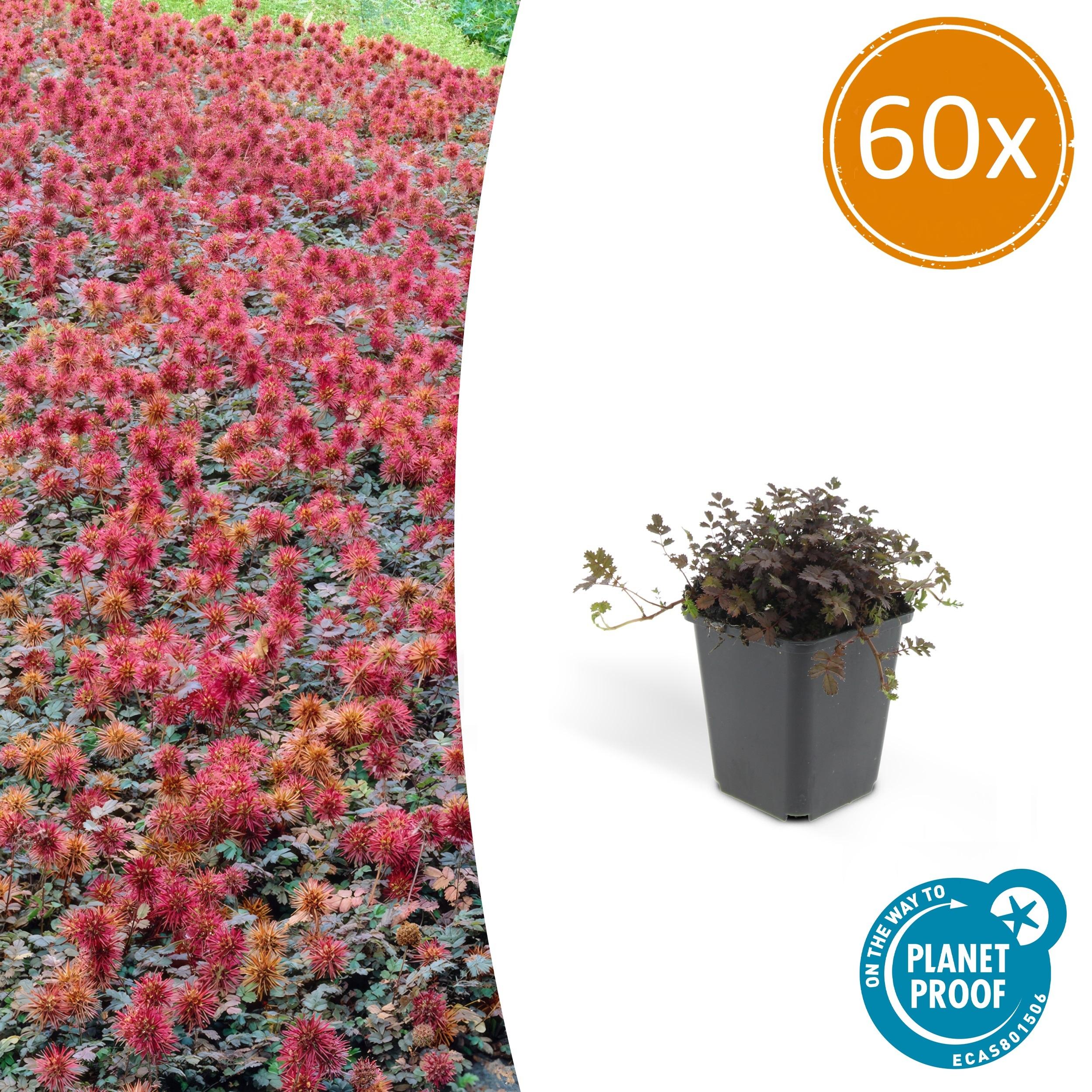 60x Acaena microphylla 'Kupferteppich' en pot Ø9cm  Hauteur 10cm. Plante verte type 60x Acaena microphylla 'Kupferteppich', livrée en pot, idéale pour intérieur lumineux.