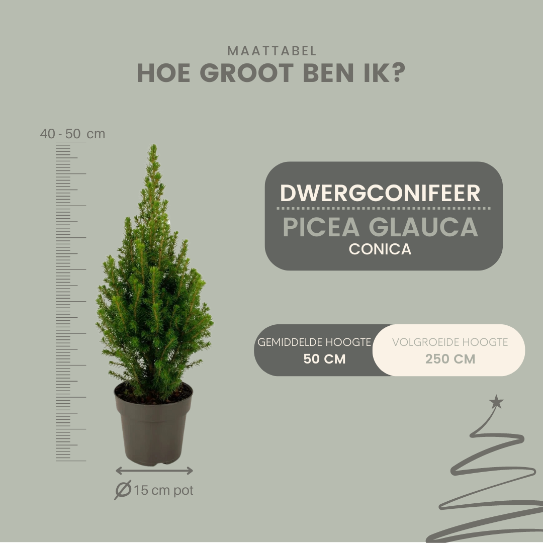 2x Picea glauca Perfecta en pot. Plante verte type 2x Picea glauca Perfecta, livrée en pot, idéale pour intérieur lumineux. – Image 2