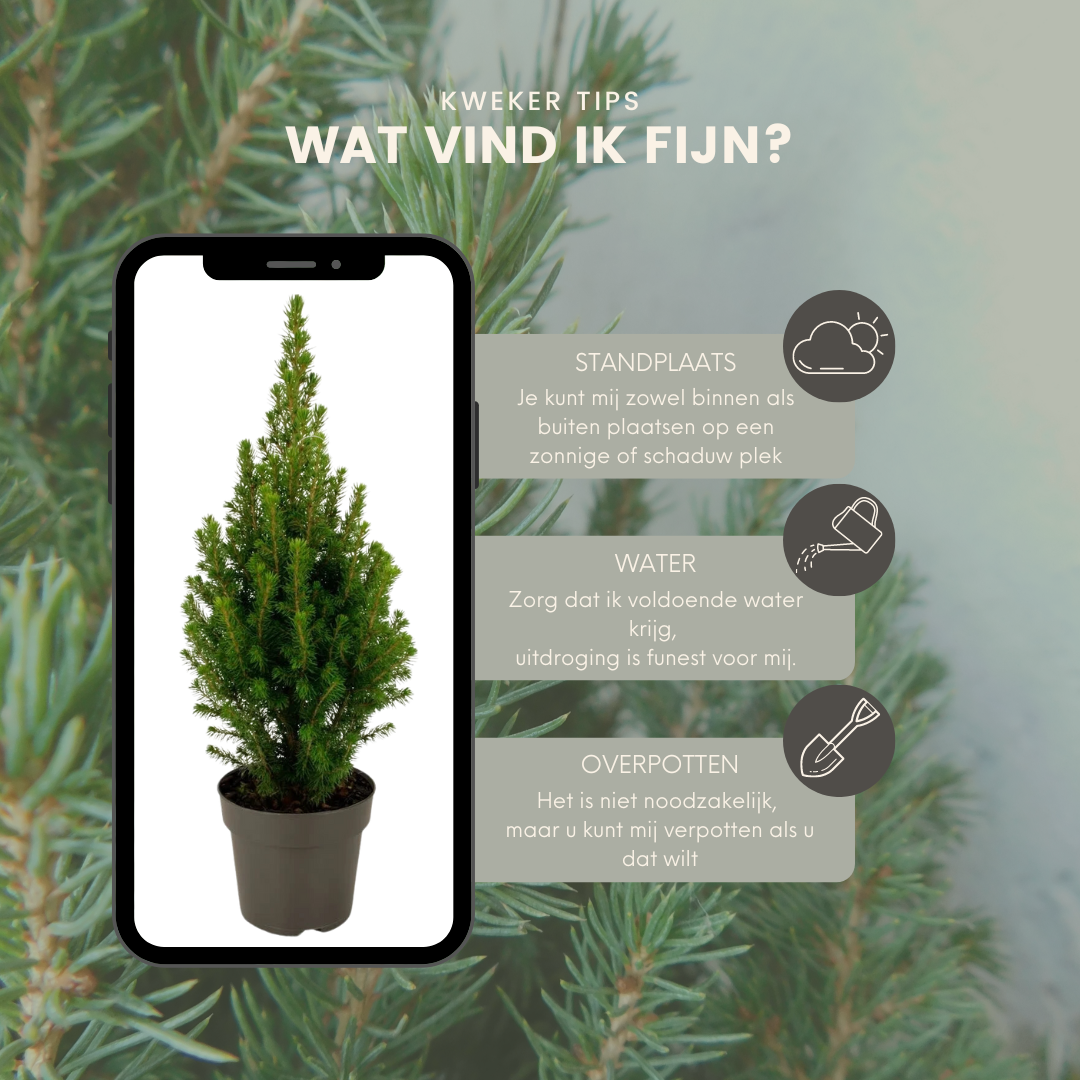 2x Picea glauca Perfecta en pot. Plante verte type 2x Picea glauca Perfecta, livrée en pot, idéale pour intérieur lumineux. – Image 3