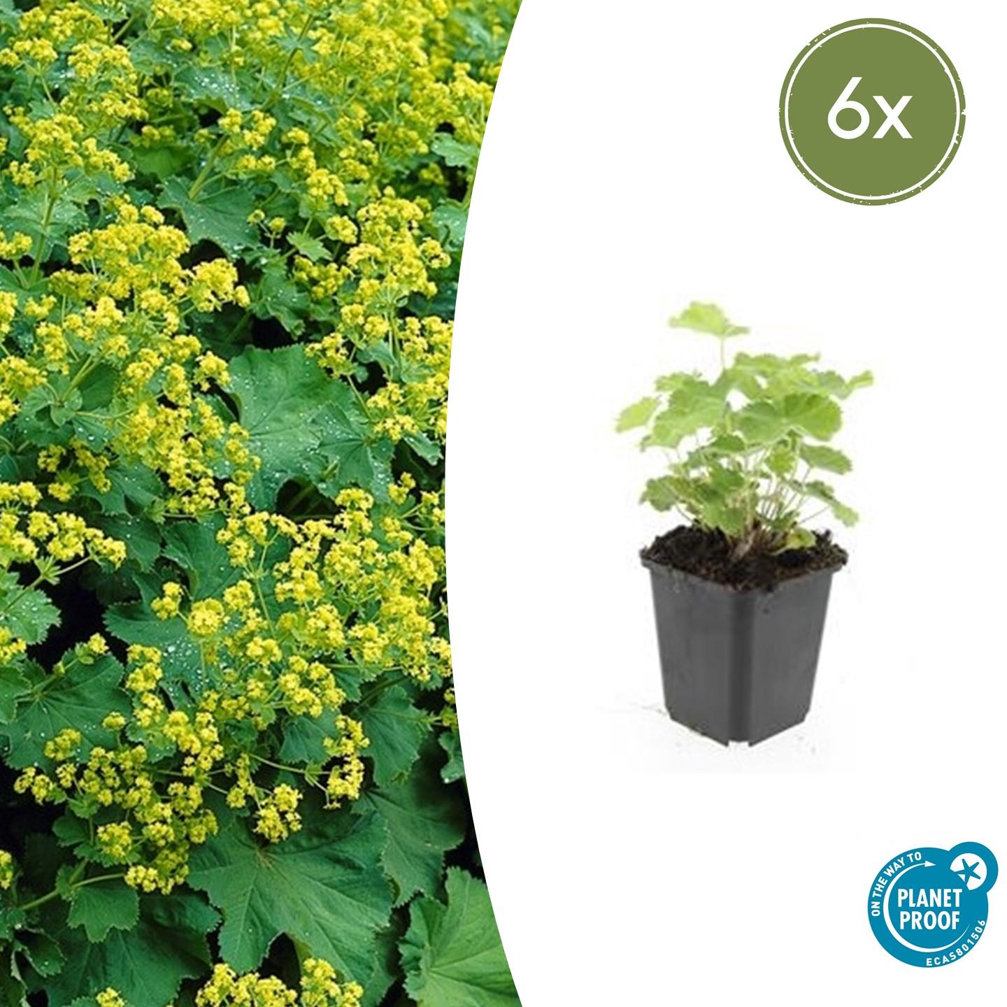 6x Alchemilla mollis en pot Ø9cm  Hauteur 10cm. Plante verte type 6x Alchemilla mollis, livrée en pot, idéale pour intérieur lumineux.