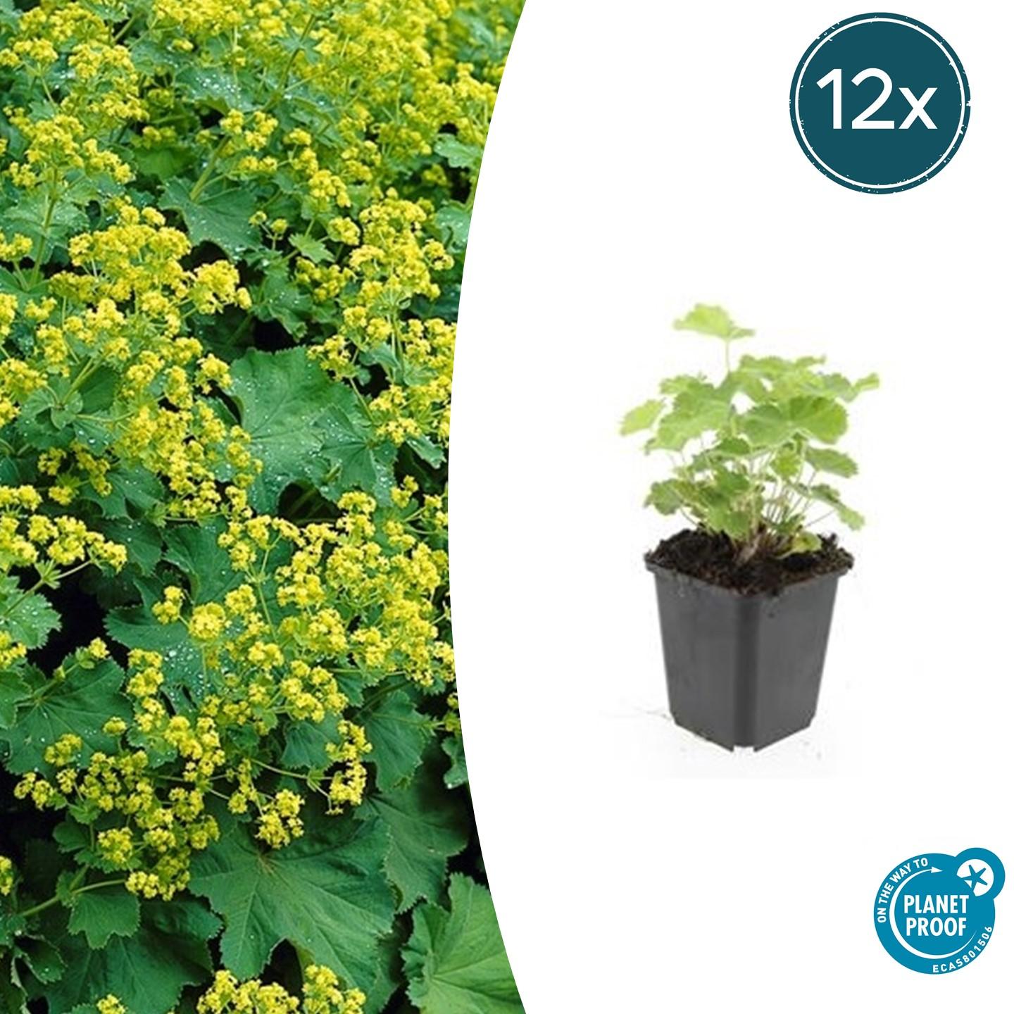12x Alchemilla mollis en pot Ø9cm  Hauteur 10cm. Plante verte type 12x Alchemilla mollis, livrée en pot, idéale pour intérieur lumineux.