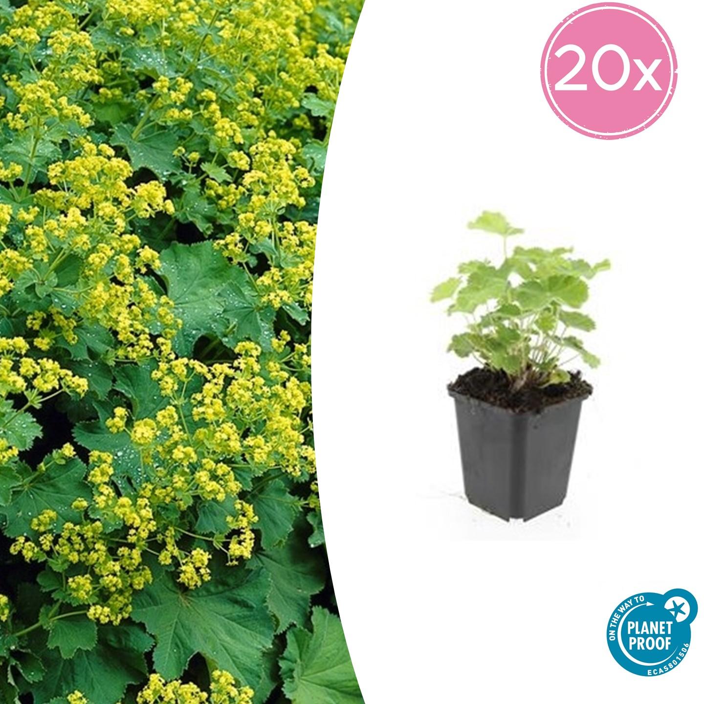20x Alchemilla mollis en pot Ø9cm  Hauteur 10cm. Plante verte type 20x Alchemilla mollis, livrée en pot, idéale pour intérieur lumineux.