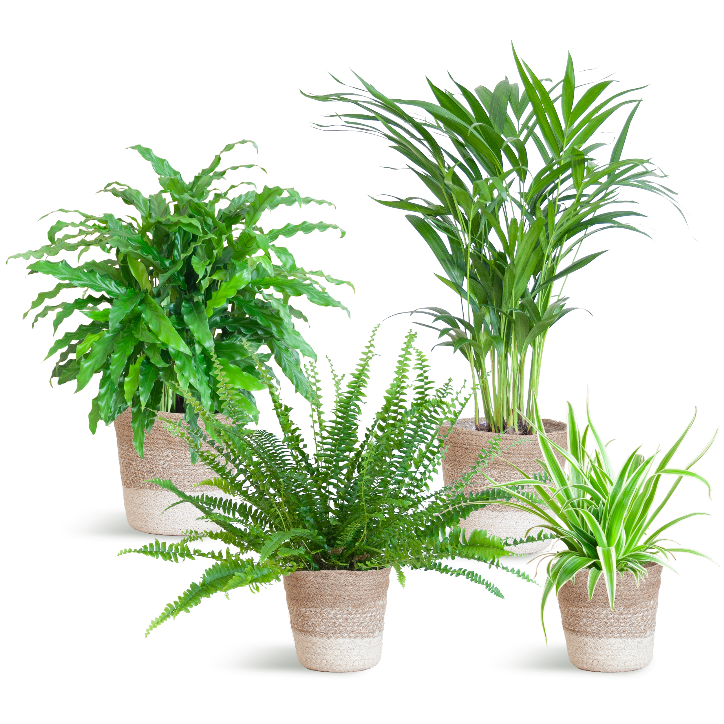 Diervriendelijke plantenset en pot. Plante verte type Diervriendelijke plantenset, livrée en pot, idéale pour intérieur lumineux.