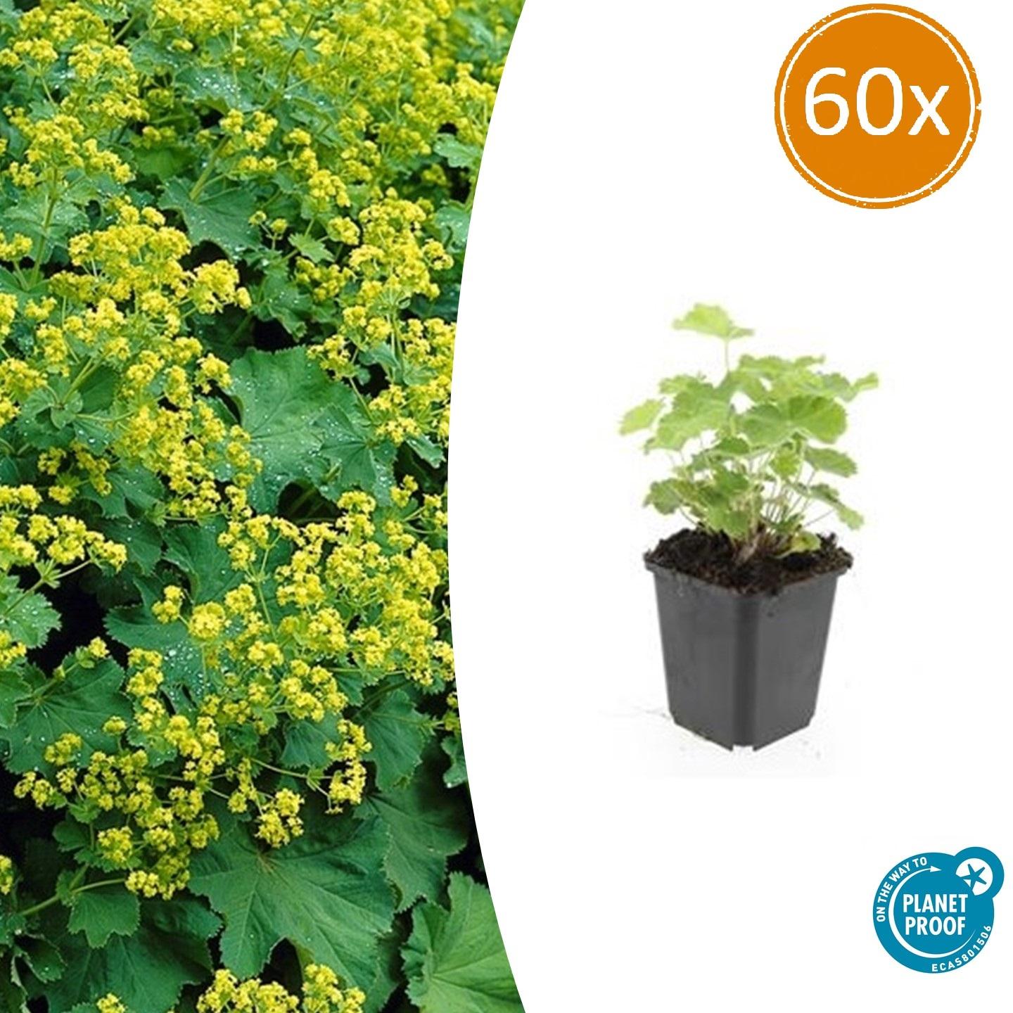 60x Alchemilla mollis en pot Ø9cm  Hauteur 10cm. Plante verte type 60x Alchemilla mollis, livrée en pot, idéale pour intérieur lumineux.