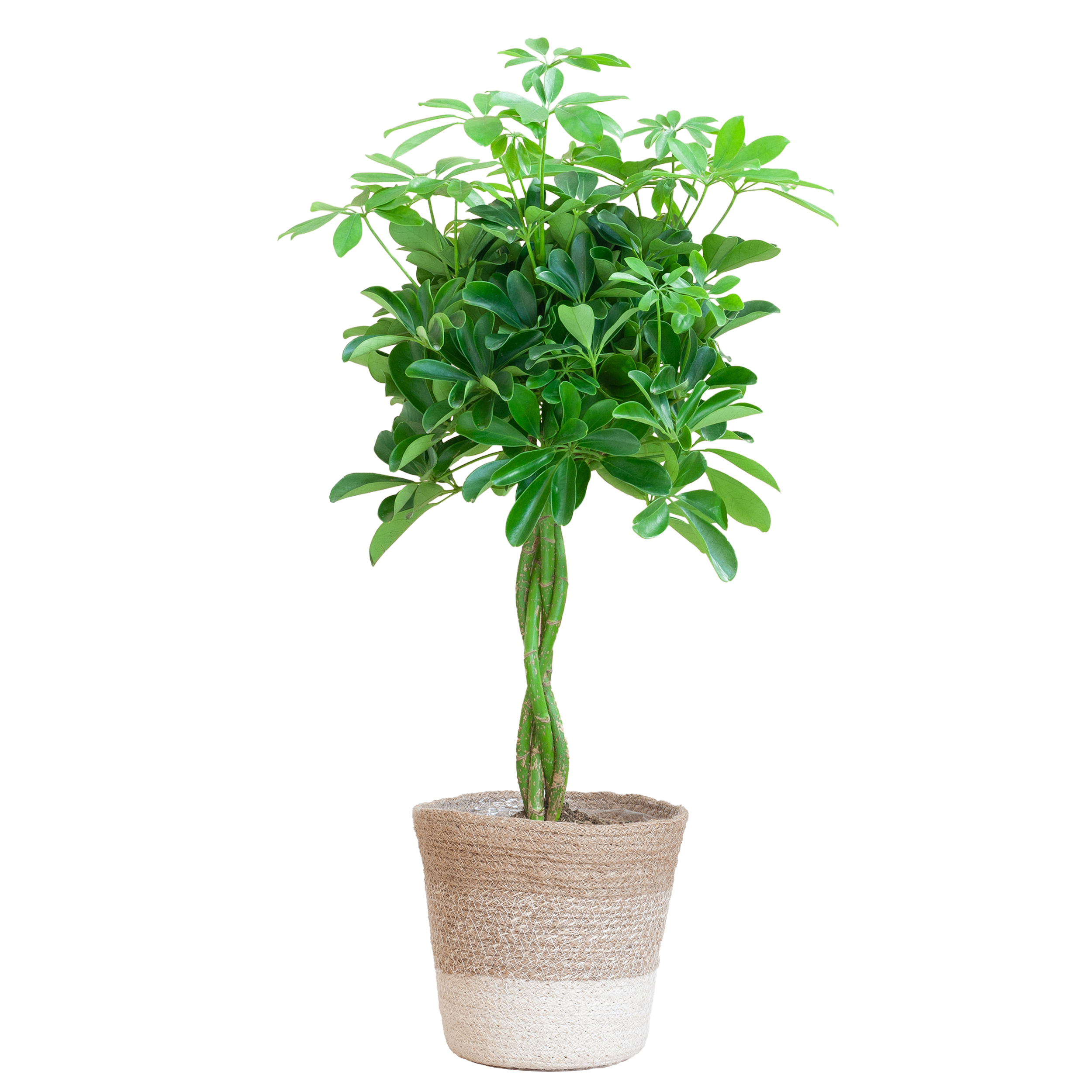 Schefflera Arab Nora met Mand Lissabon wit en pot Ø21cm. Plante verte type Schefflera Arab Nora met Mand Lissabon wit, livrée en pot, idéale pour intérieur lumineux.