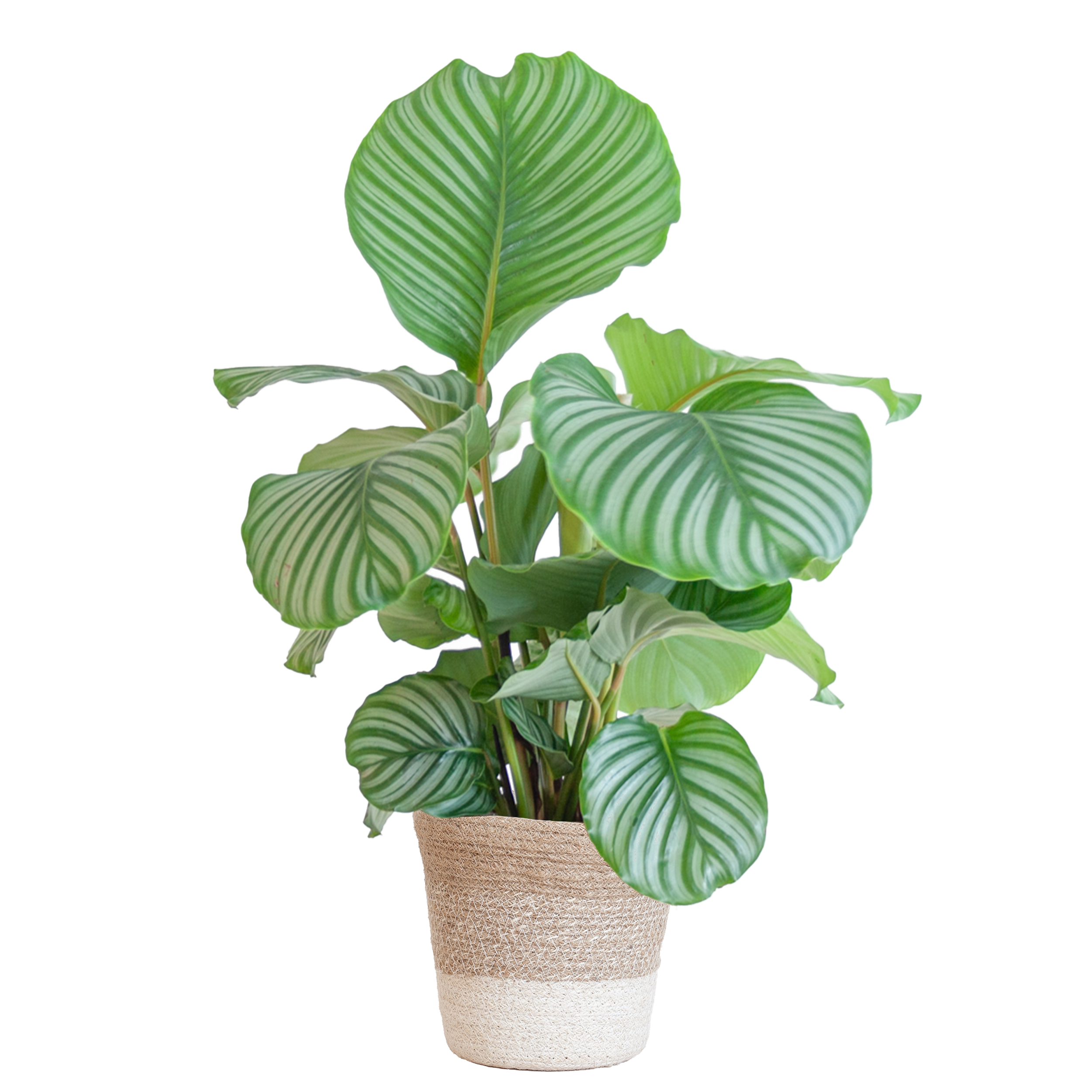 Calathea Orbifolia met Lissabon mand wit en pot Ø19cm. Plante verte type Calathea Orbifolia met Lissabon mand wit, livrée en pot, idéale pour intérieur lumineux.