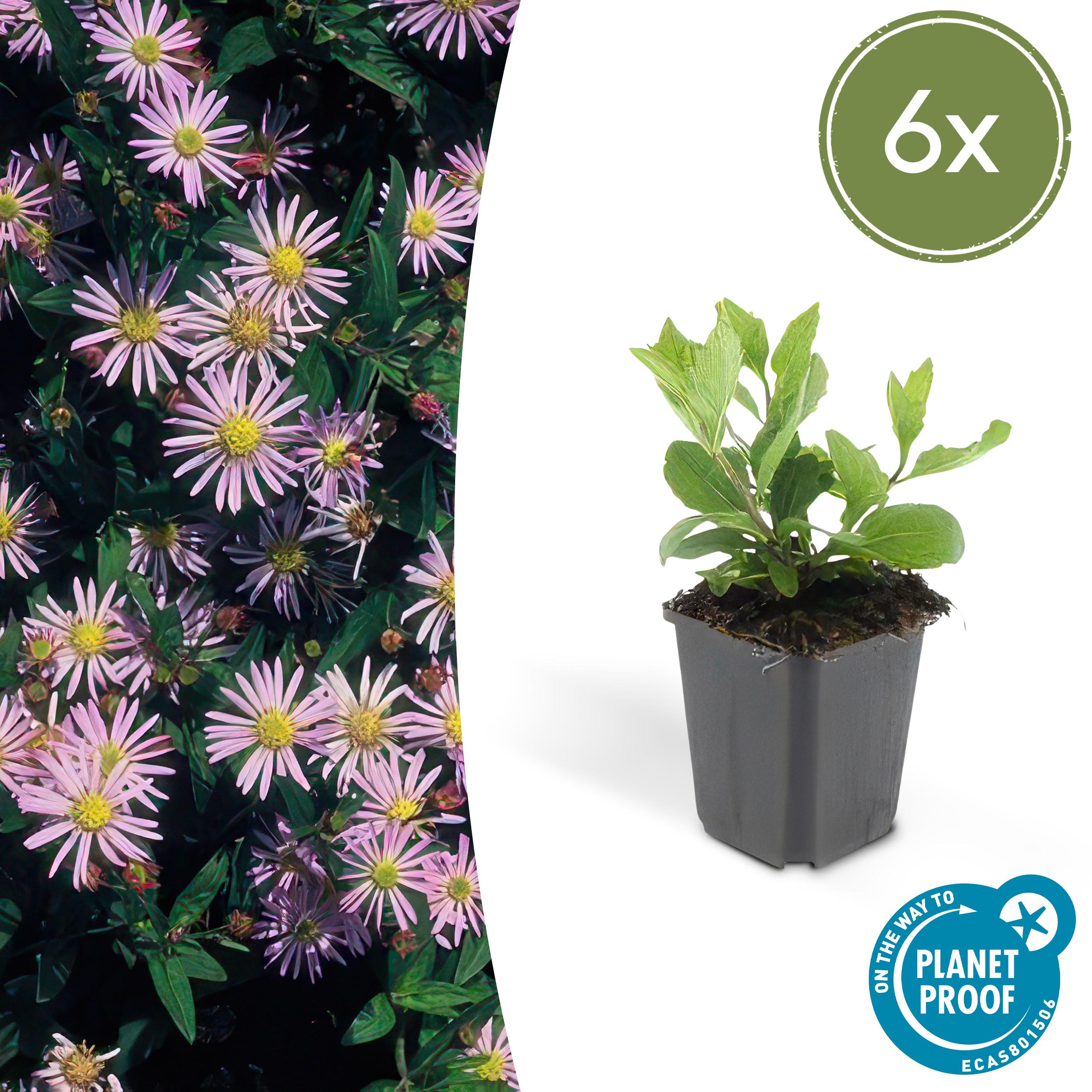 6x Aster ageratoides 'Asran' en pot Ø9cm  Hauteur 10cm. Plante verte type 6x Aster ageratoides 'Asran', livrée en pot, idéale pour intérieur lumineux.