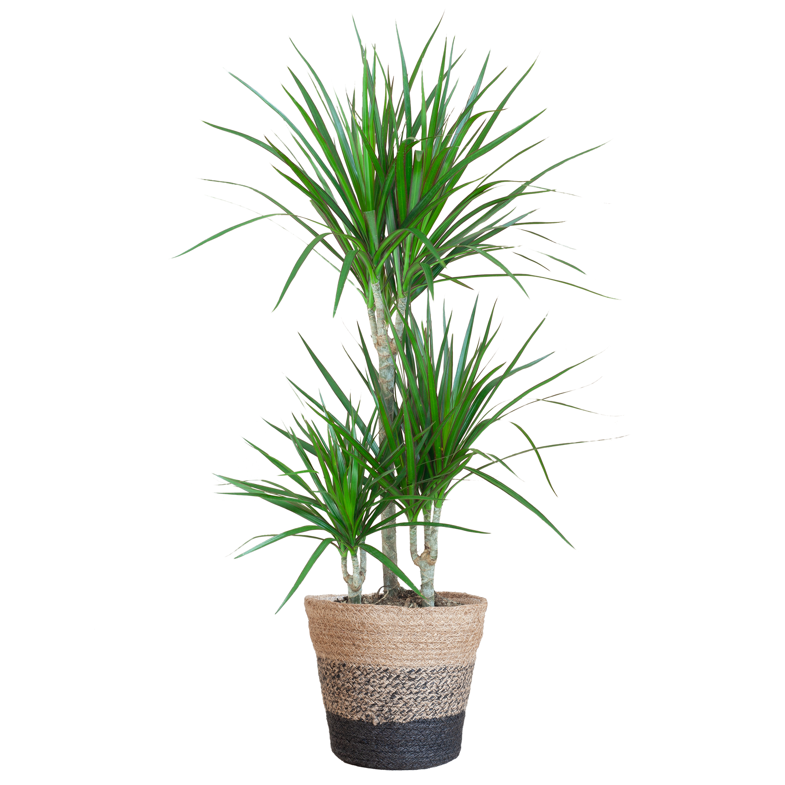 Dracaena Marginata met Lissabon mand zwart en pot Ø21cm. Plante verte type Dracaena Marginata met Lissabon mand zwart, livrée en pot, idéale pour intérieur lumineux.