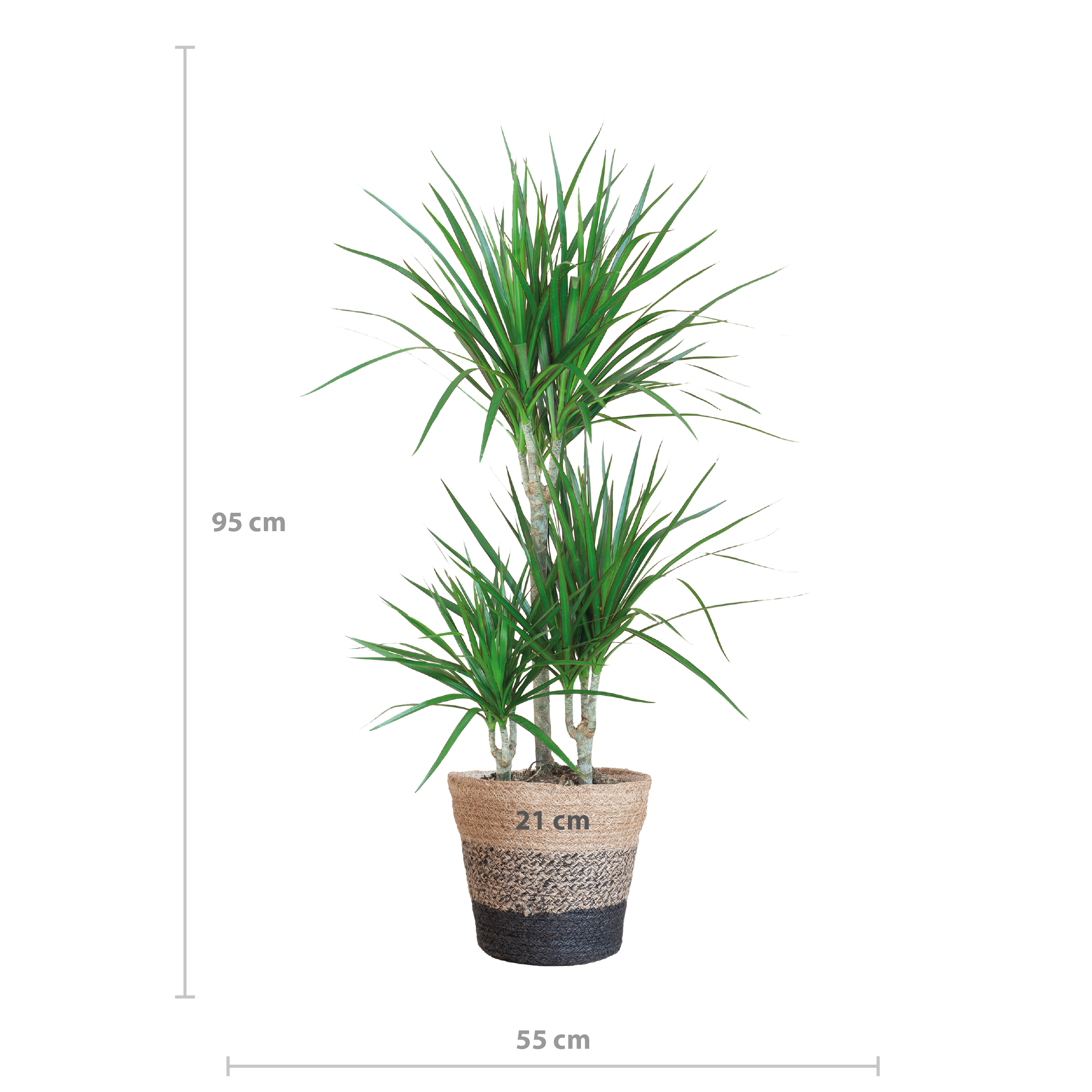 Dracaena Marginata met Lissabon mand zwart en pot Ø21cm. Plante verte type Dracaena Marginata met Lissabon mand zwart, livrée en pot, idéale pour intérieur lumineux. – Image 2