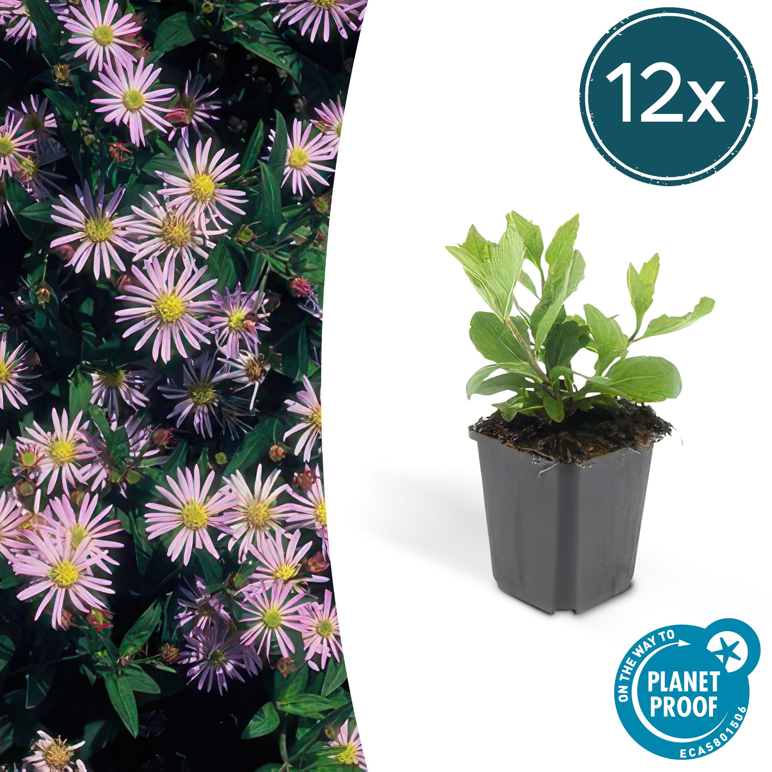 12x Aster ageratoides 'Asran' en pot Ø9cm  Hauteur 10cm. Plante verte type 12x Aster ageratoides 'Asran', livrée en pot, idéale pour intérieur lumineux.