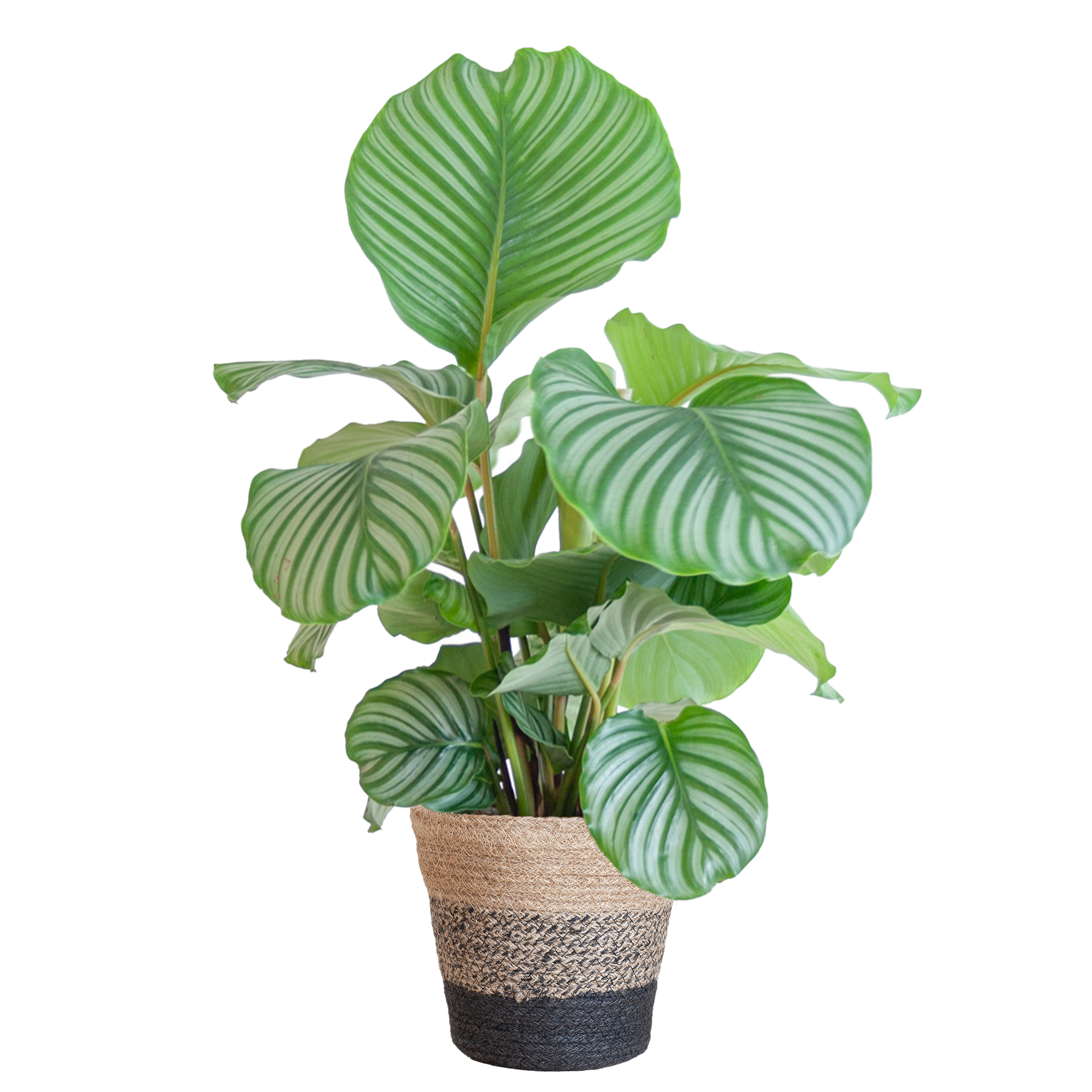 Calathea Orbifolia met Lissabon mand zwart en pot Ø21cm. Plante verte type Calathea Orbifolia met Lissabon mand zwart, livrée en pot, idéale pour intérieur lumineux.