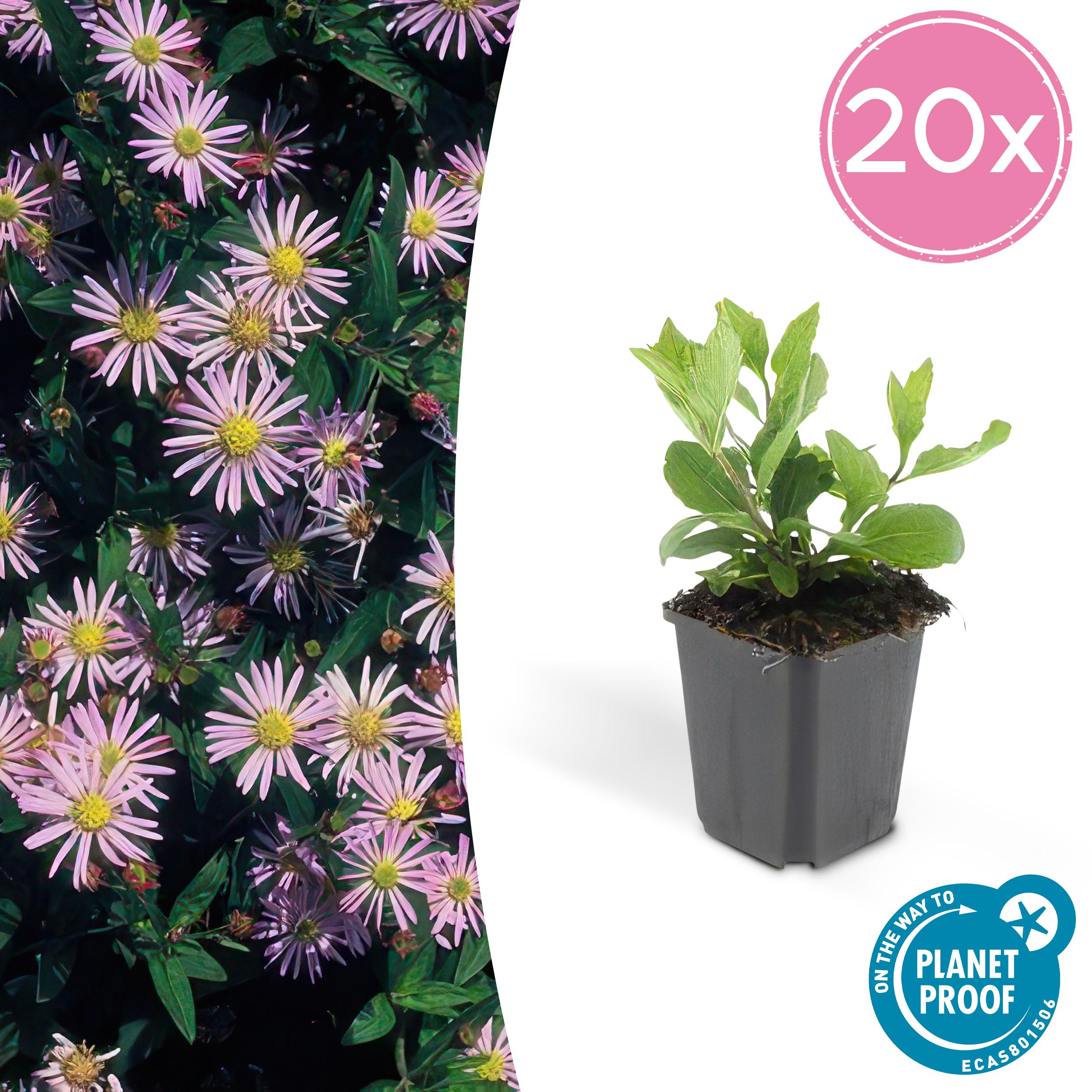 20x Aster ageratoides 'Asran' en pot Ø9cm  Hauteur 10cm. Plante verte type 20x Aster ageratoides 'Asran', livrée en pot, idéale pour intérieur lumineux.
