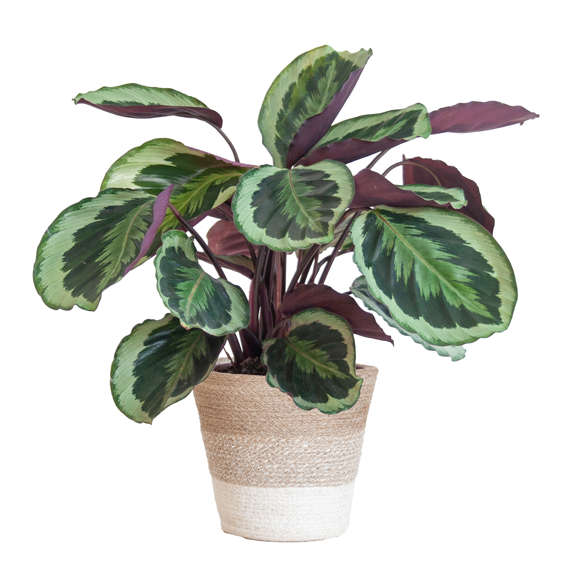 Calathea Medaillon met Lissabon mand wit en pot Ø19cm. Plante verte type Calathea Medaillon met Lissabon mand wit, livrée en pot, idéale pour intérieur lumineux.