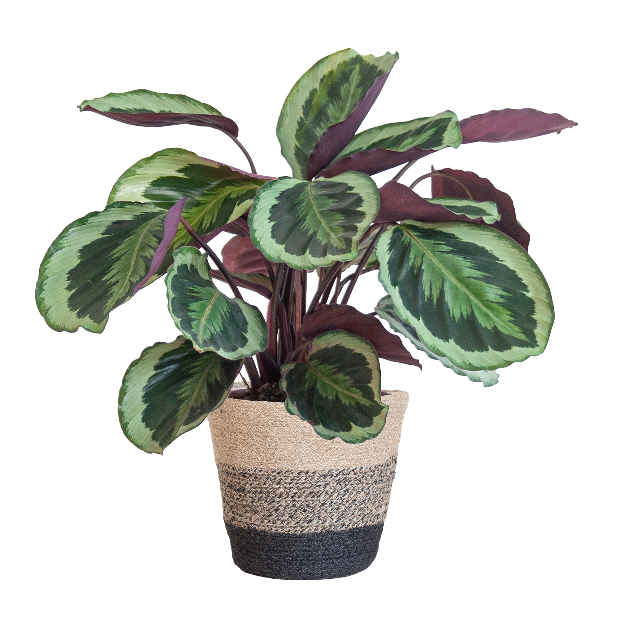 Calathea Medaillon met Lissabon mand zwart en pot Ø19cm. Plante verte type Calathea Medaillon met Lissabon mand zwart, livrée en pot, idéale pour intérieur lumineux.