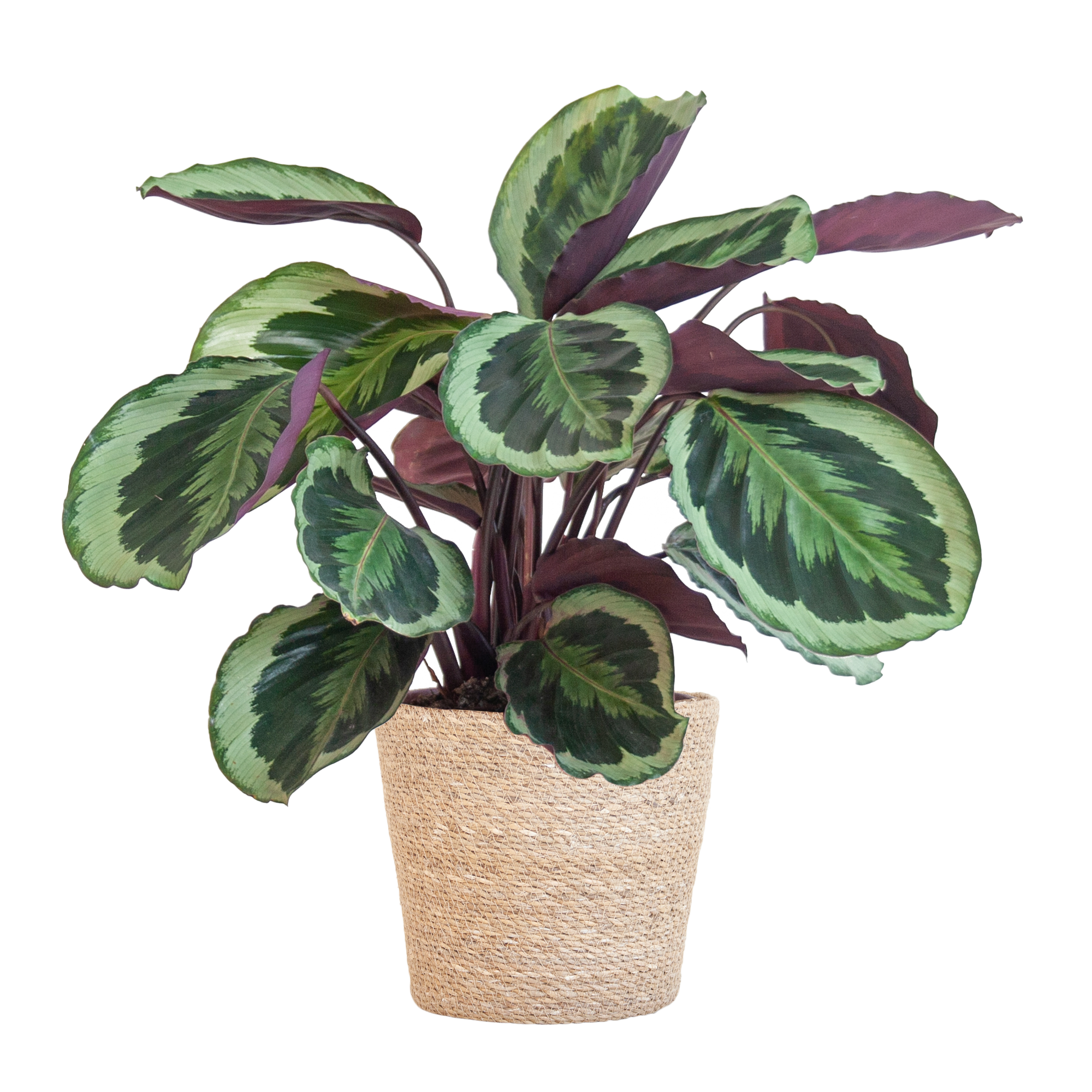 Calathea Medaillon met Sofia mand naturel en pot Ø19cm. Plante verte type Calathea Medaillon met Sofia mand naturel, livrée en pot, idéale pour intérieur lumineux.