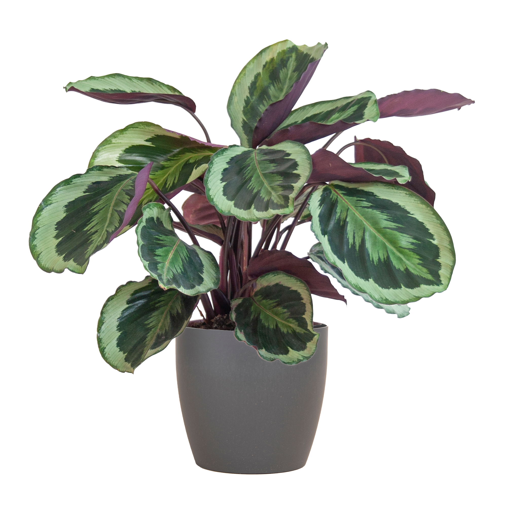 Calathea Medaillon met Viber grijs en pot Ø19cm. Plante verte type Calathea Medaillon met Viber grijs, livrée en pot, idéale pour intérieur lumineux.