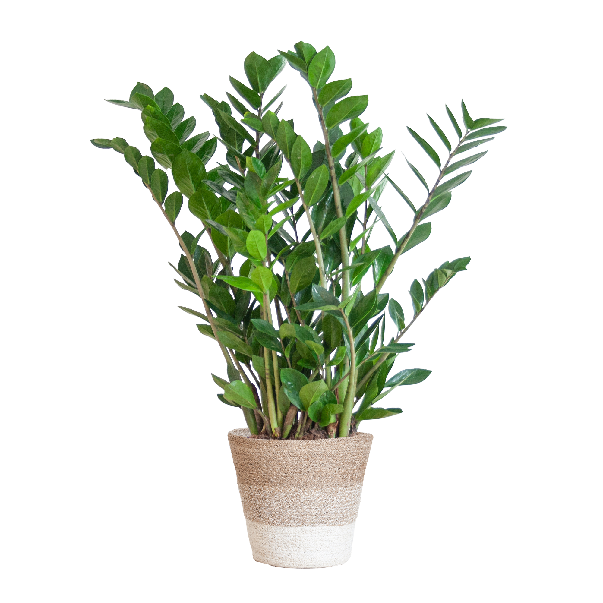 Zamioculcas Zamiifolia met Mand Lissabon wit en pot Ø21cm. Plante verte type Zamioculcas Zamiifolia met Mand Lissabon wit, livrée en pot, idéale pour intérieur lumineux.