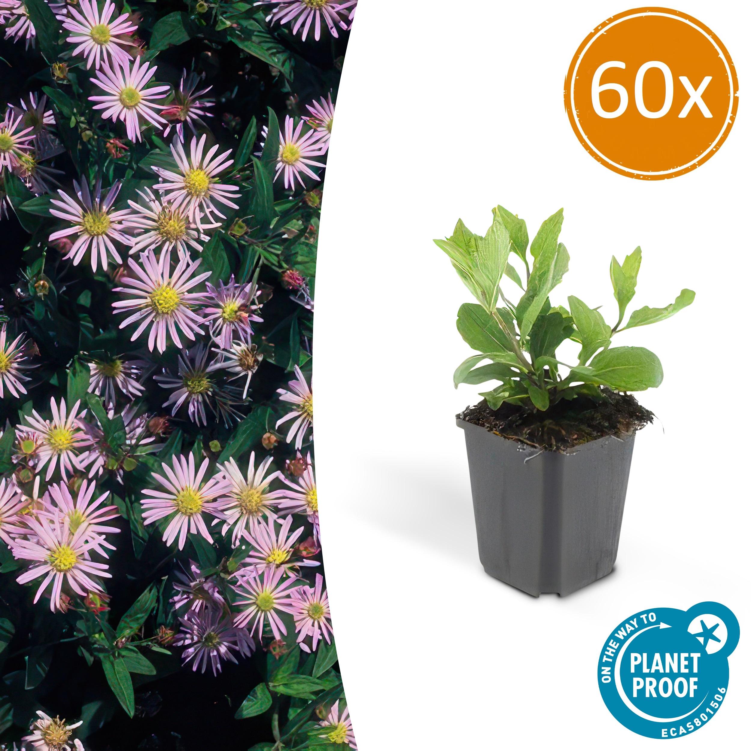 60x Aster ageratoides 'Asran' en pot Ø9cm  Hauteur 10cm. Plante verte type 60x Aster ageratoides 'Asran', livrée en pot, idéale pour intérieur lumineux.