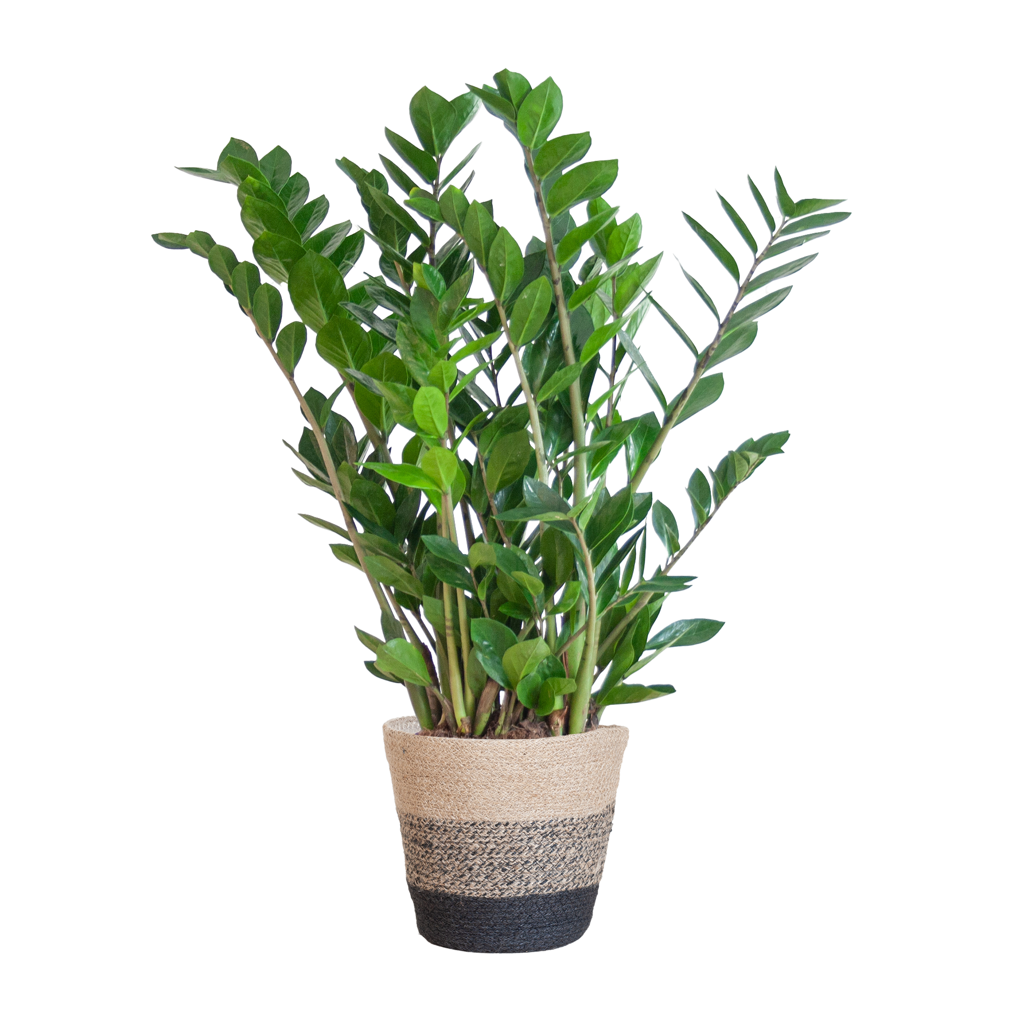 Zamioculcas Zamiifolia met Mand Lissabon zwart en pot Ø21cm. Plante verte type Zamioculcas Zamiifolia met Mand Lissabon zwart, livrée en pot, idéale pour intérieur lumineux.
