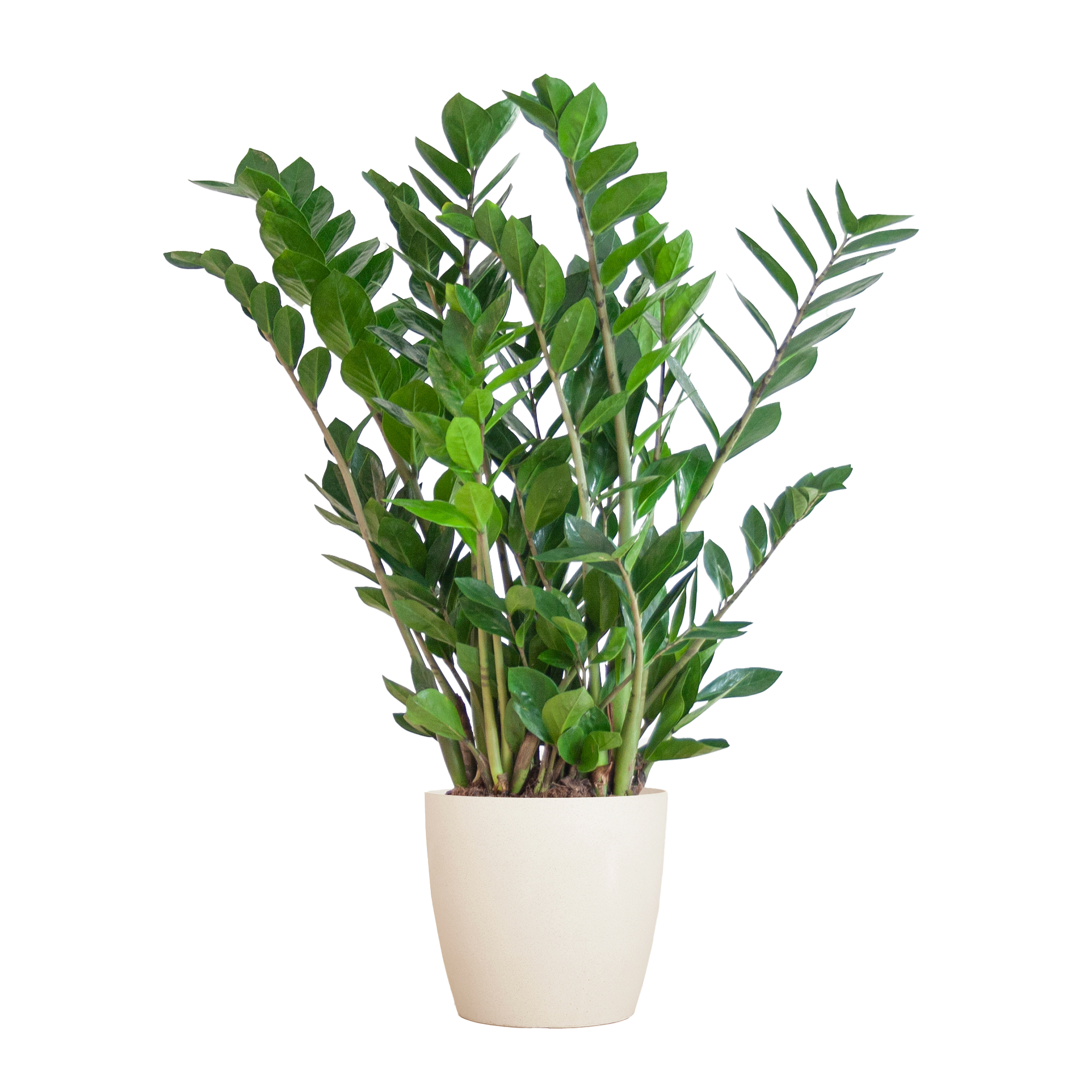 Zamioculcas Zamiifolia met Viber wit en pot Ø21cm. Plante verte type Zamioculcas Zamiifolia met Viber wit, livrée en pot, idéale pour intérieur lumineux.