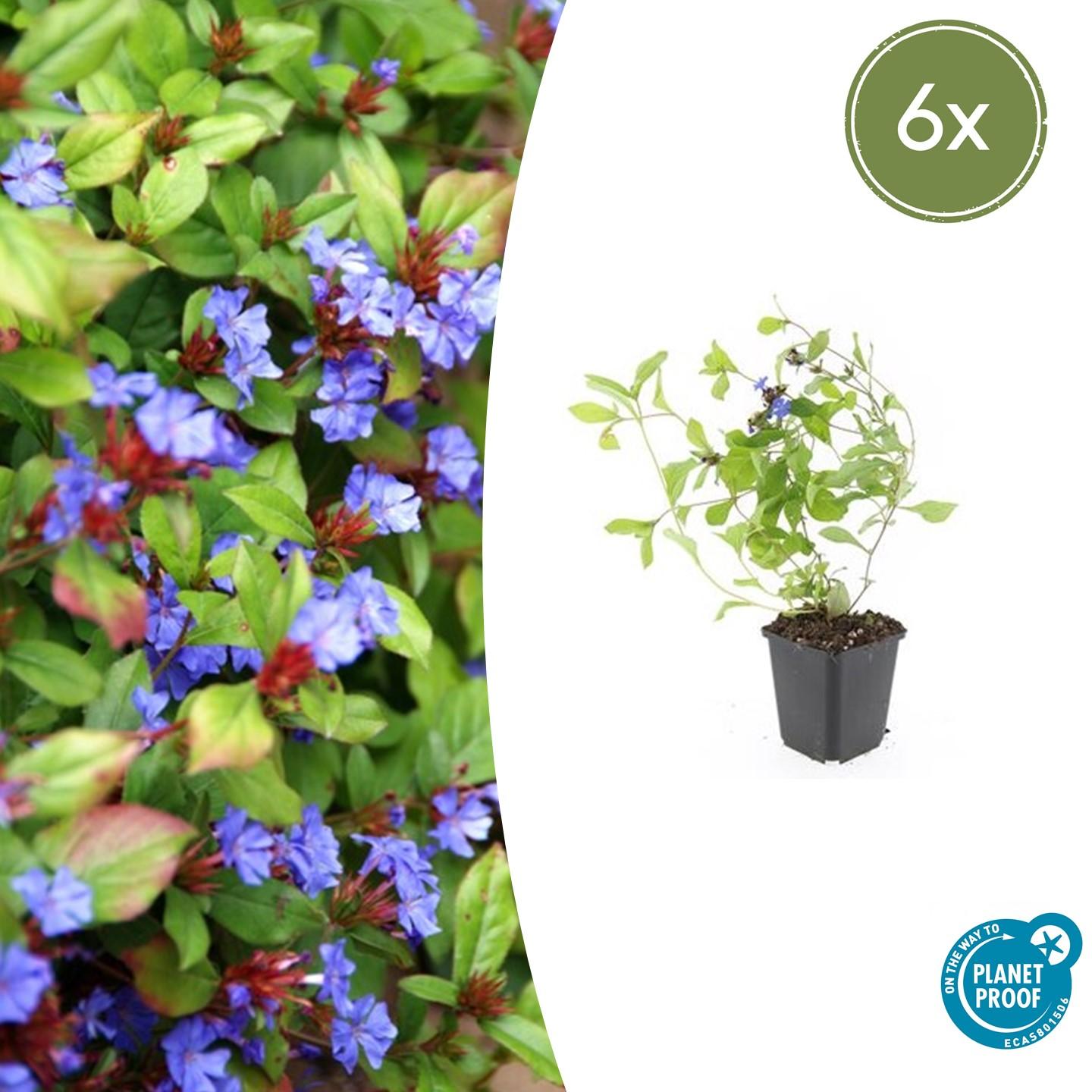 6x Ceratostigma plumbaginoides en pot Ø9cm  Hauteur 10cm. Plante verte type 6x Ceratostigma plumbaginoides, livrée en pot, idéale pour intérieur lumineux.