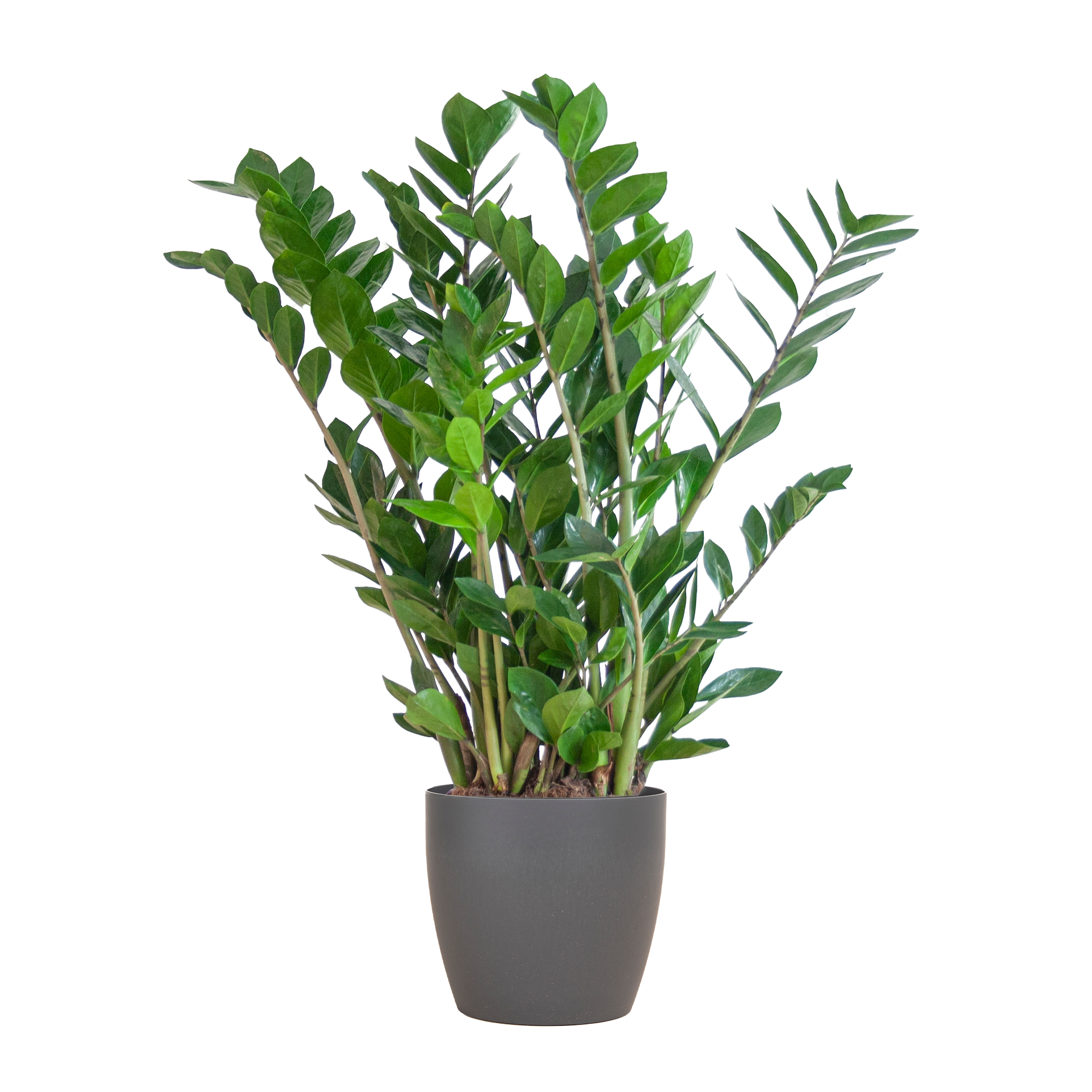 Zamioculcas Zamiifolia met Viber grijs en pot Ø21cm. Plante verte type Zamioculcas Zamiifolia met Viber grijs, livrée en pot, idéale pour intérieur lumineux.