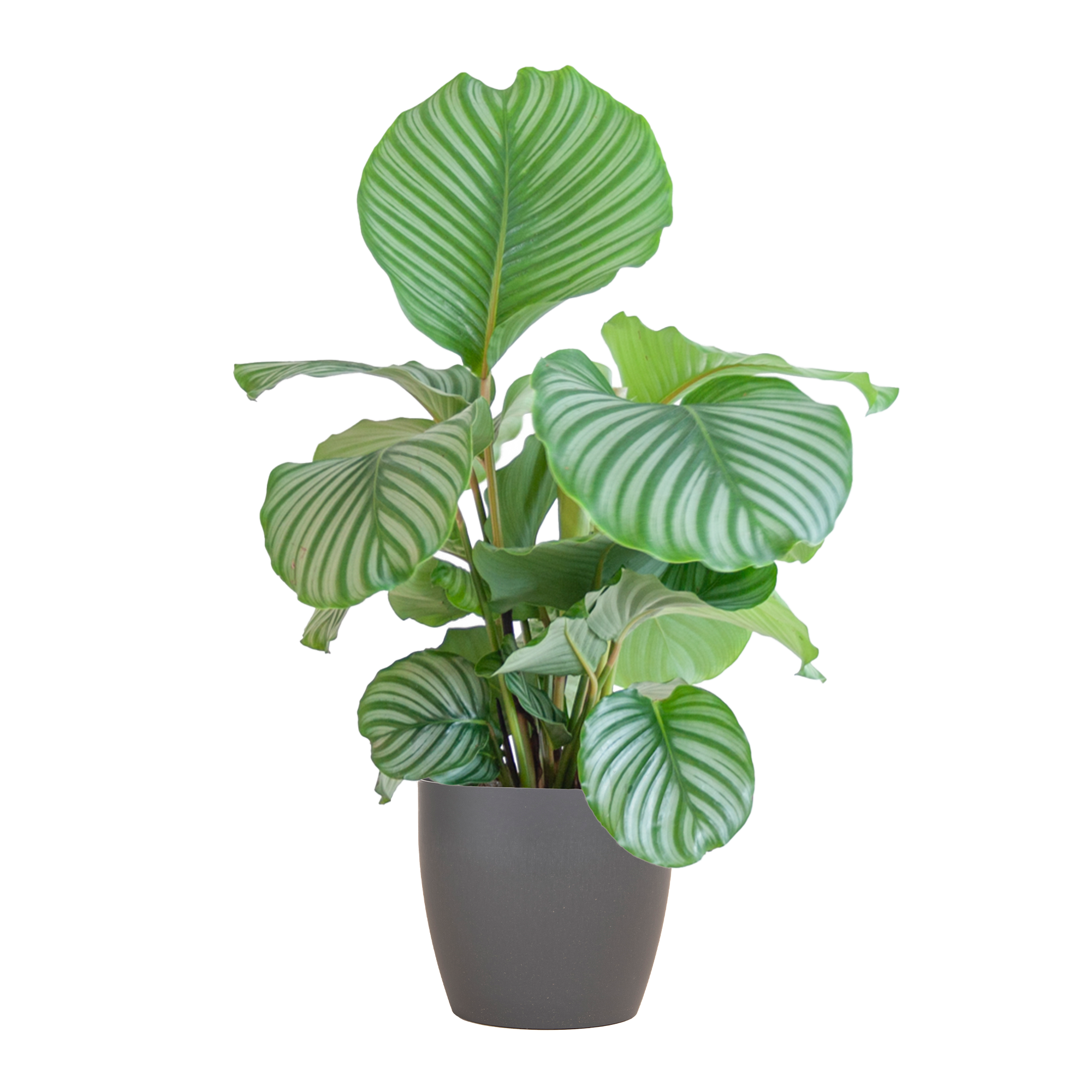 Calathea Orbifolia met Viber grijs en pot Ø21cm. Plante verte type Calathea Orbifolia met Viber grijs, livrée en pot, idéale pour intérieur lumineux.