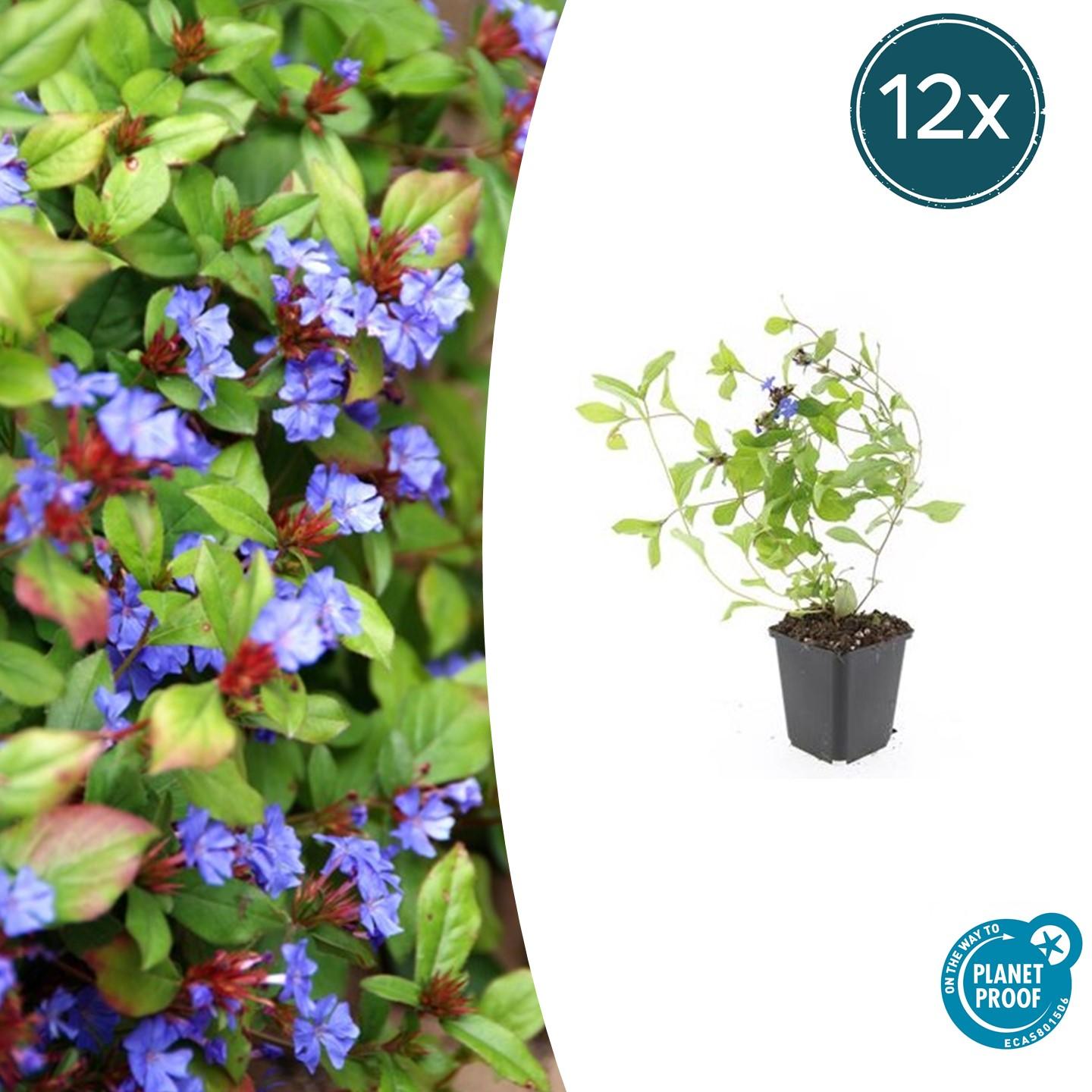 12x Ceratostigma plumbaginoides en pot Ø9cm  Hauteur 10cm. Plante verte type 12x Ceratostigma plumbaginoides, livrée en pot, idéale pour intérieur lumineux.