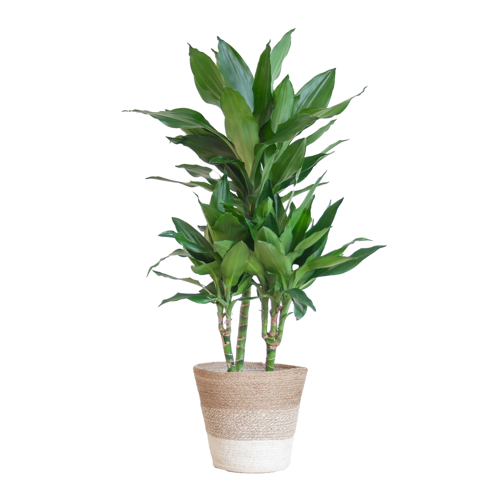 Dracaena Janet Lindt met mand Lissabon wit en pot Ø21cm. Plante verte type Dracaena Janet Lindt met mand Lissabon wit, livrée en pot, idéale pour intérieur lumineux.