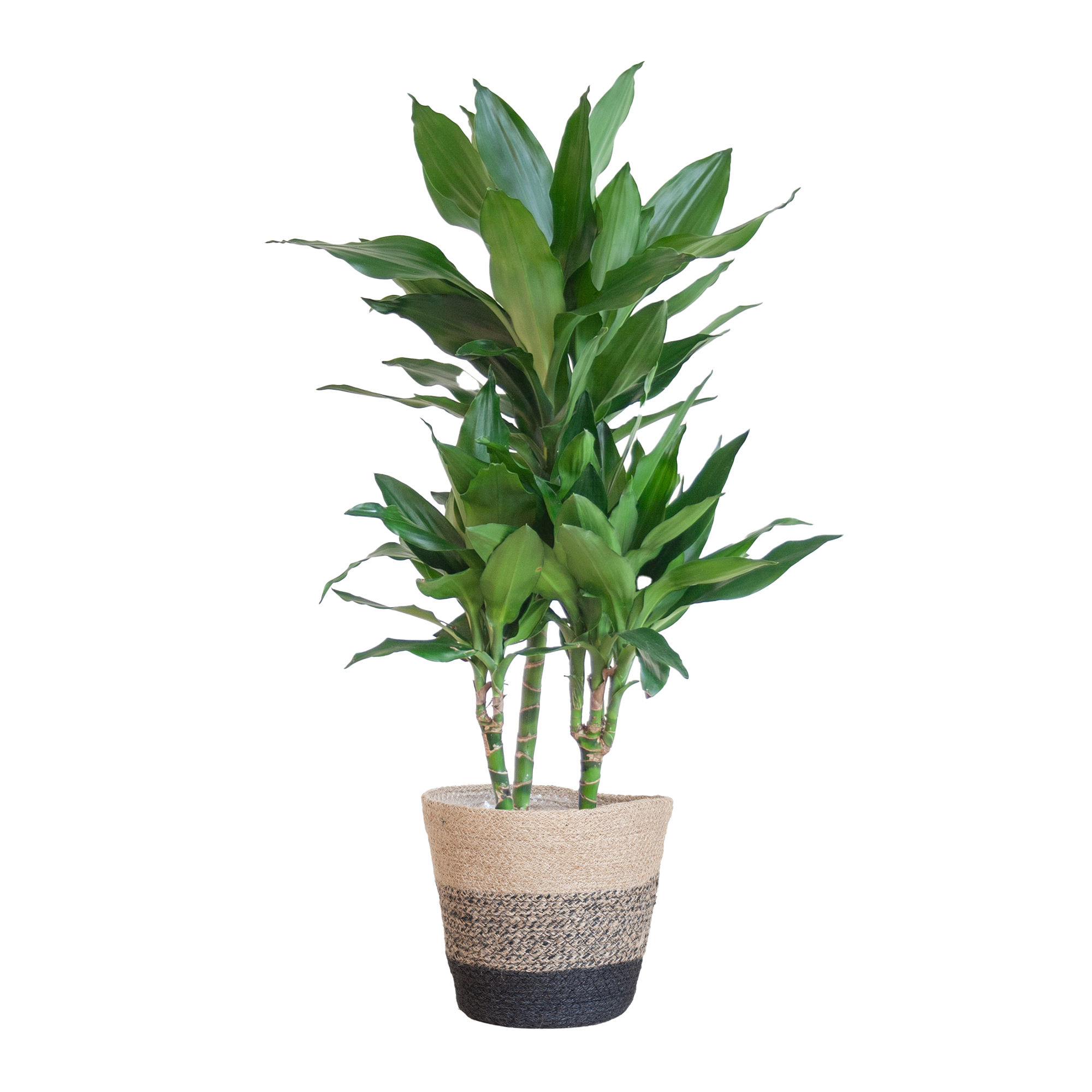 Dracaena Janet Lindt met Mand Lissabon zwart en pot Ø21cm. Plante verte type Dracaena Janet Lindt met Mand Lissabon zwart, livrée en pot, idéale pour intérieur lumineux.