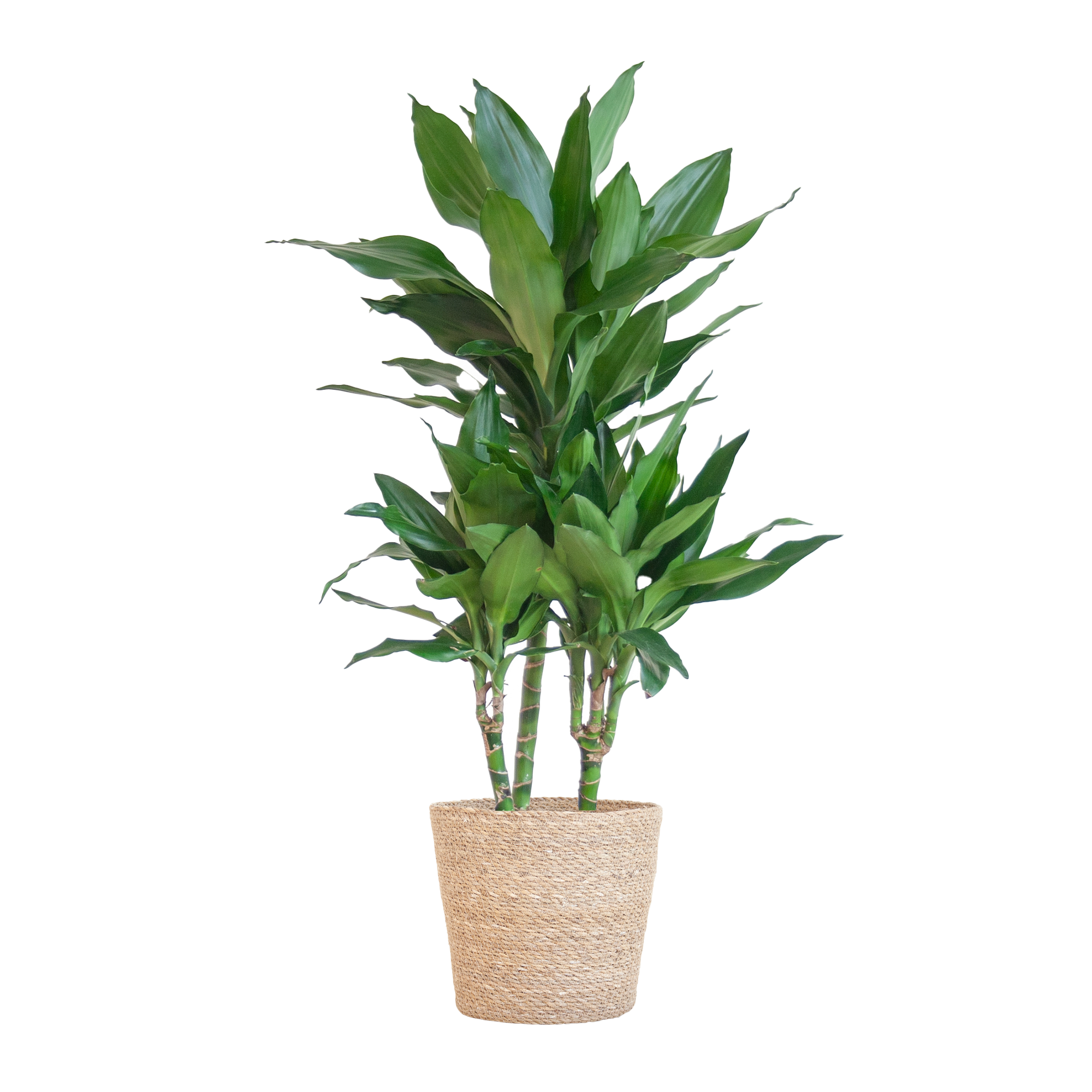 Dracaena Janet Lindt met Sofia mand naturel en pot Ø21cm. Plante verte type Dracaena Janet Lindt met Sofia mand naturel, livrée en pot, idéale pour intérieur lumineux.
