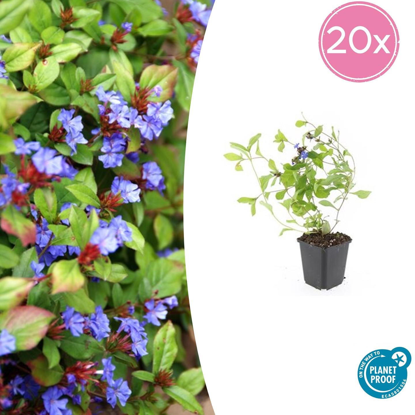 20x Ceratostigma plumbaginoides en pot Ø9cm  Hauteur 10cm. Plante verte type 20x Ceratostigma plumbaginoides, livrée en pot, idéale pour intérieur lumineux.