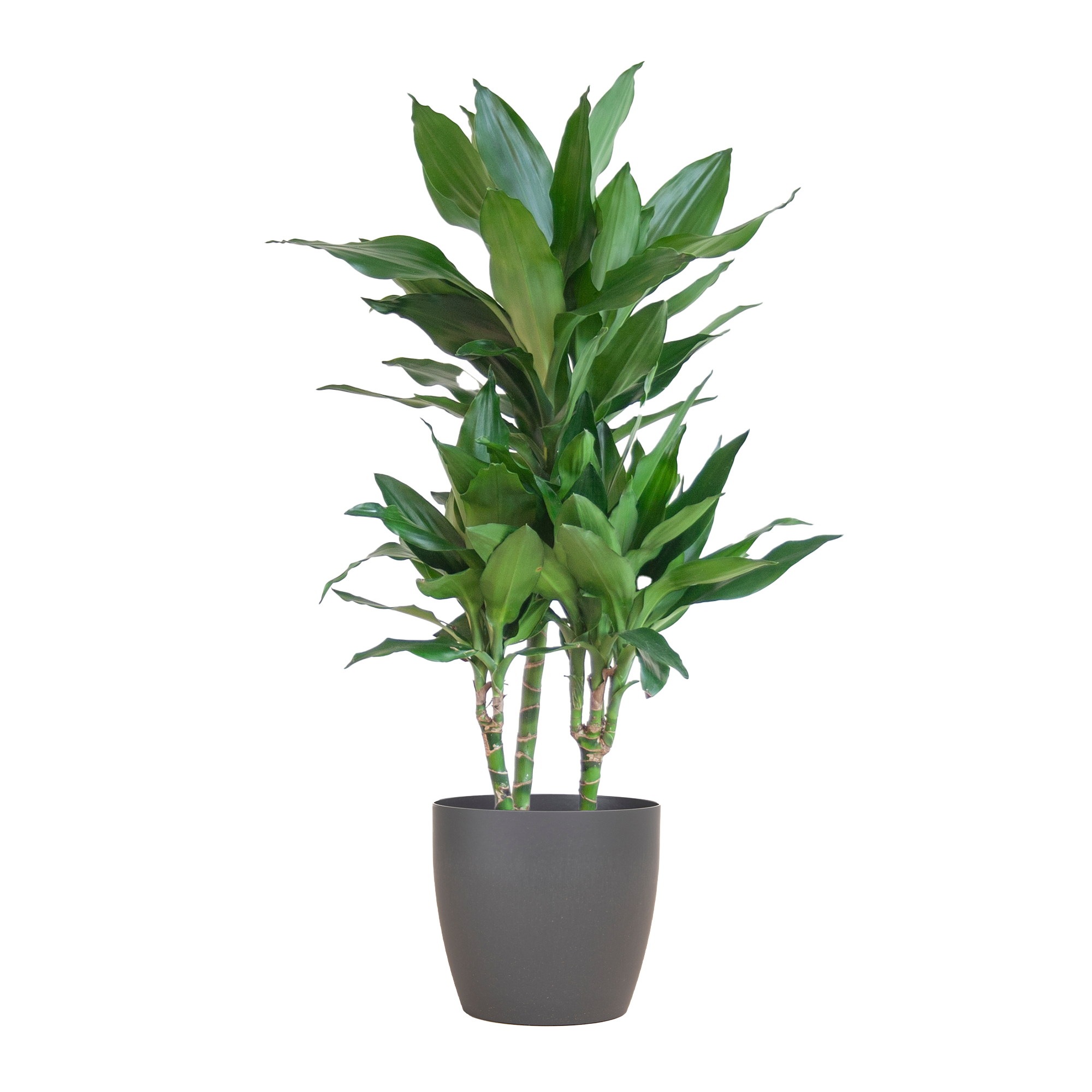 Dracaena Janet Lindt met Viber grijs en pot Ø21cm. Plante verte type Dracaena Janet Lindt met Viber grijs, livrée en pot, idéale pour intérieur lumineux.