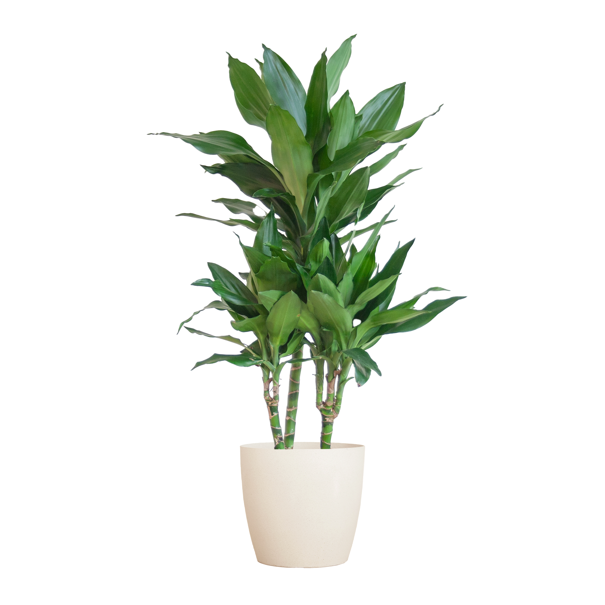 Dracaena Janet Lindt met Viber wit en pot Ø21cm. Plante verte type Dracaena Janet Lindt met Viber wit, livrée en pot, idéale pour intérieur lumineux.