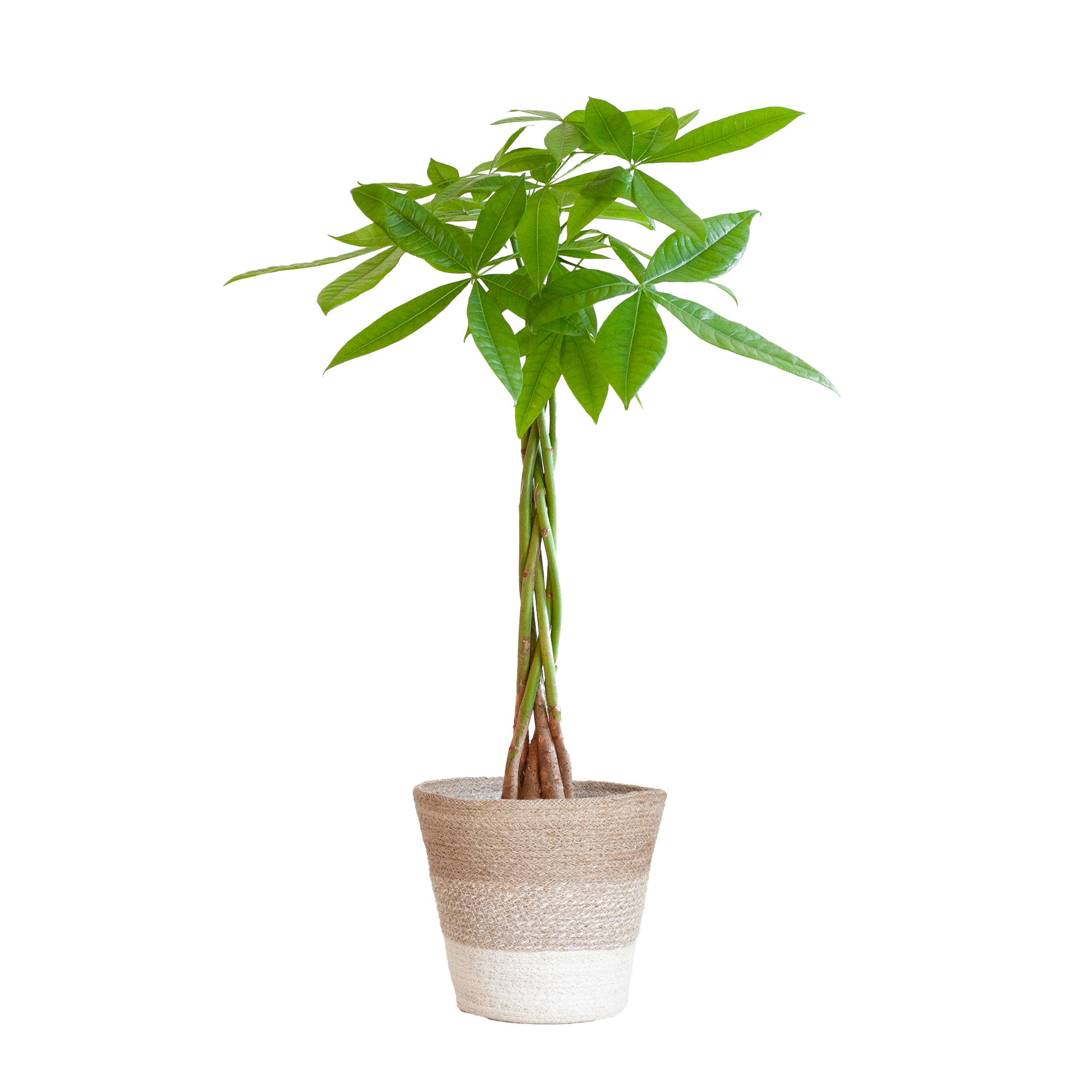 Pachira Aquatica met Mand Lissabon wit en pot Ø21cm. Plante verte type Pachira Aquatica met Mand Lissabon wit, livrée en pot, idéale pour intérieur lumineux.
