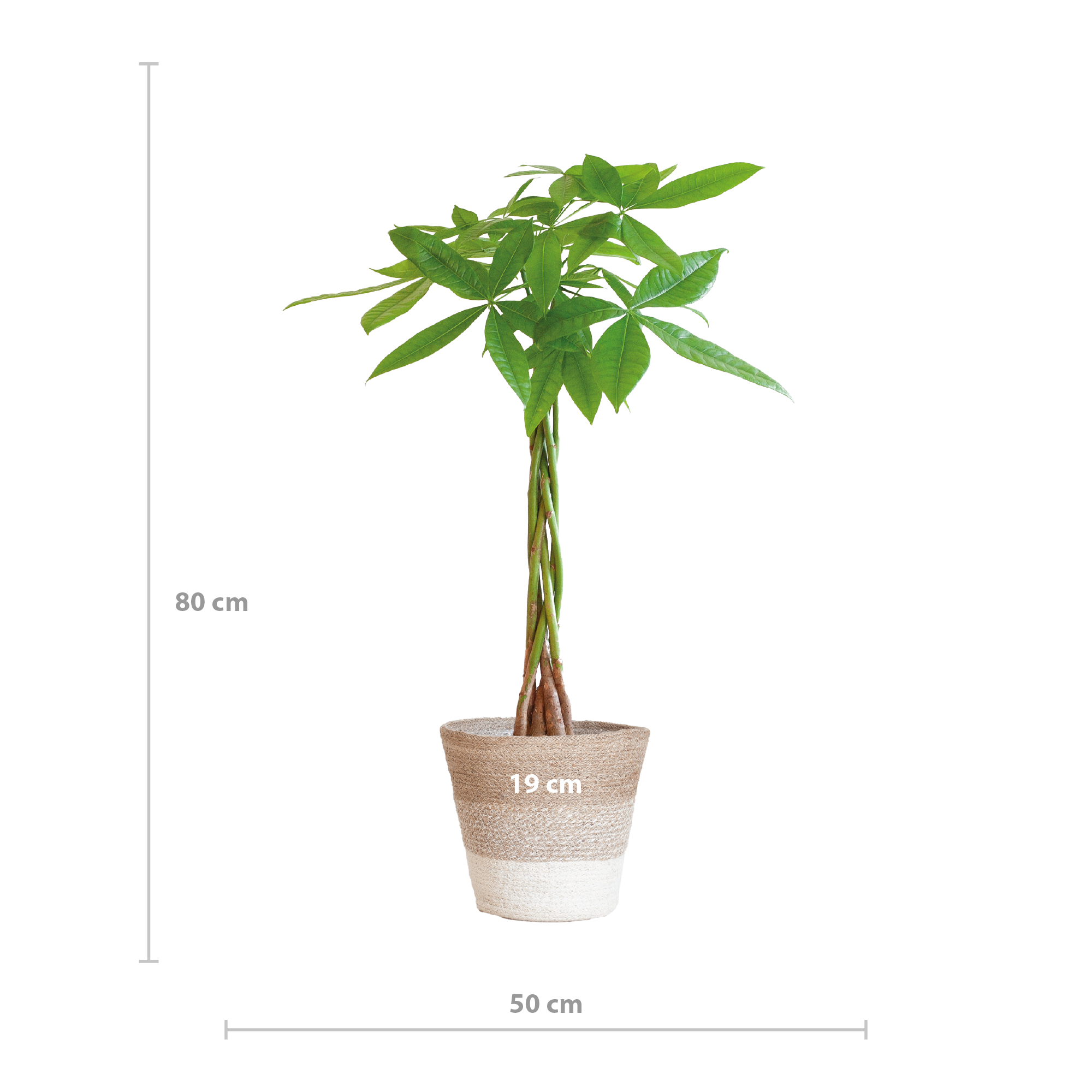 Pachira Aquatica met Mand Lissabon wit en pot Ø21cm. Plante verte type Pachira Aquatica met Mand Lissabon wit, livrée en pot, idéale pour intérieur lumineux. – Image 2