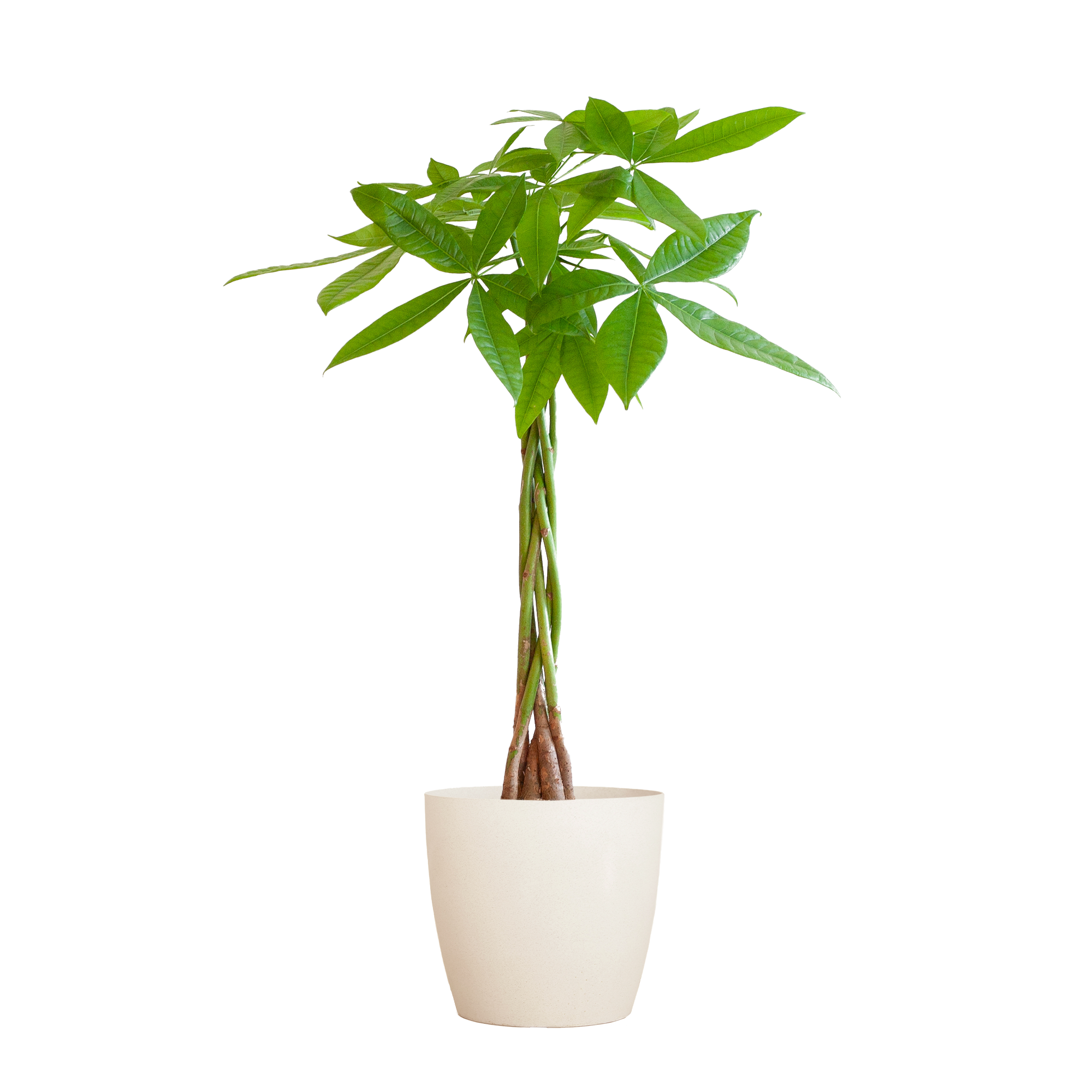 Pachira Aquatica met Viber wit en pot Ø21cm. Plante verte type Pachira Aquatica met Viber wit, livrée en pot, idéale pour intérieur lumineux.