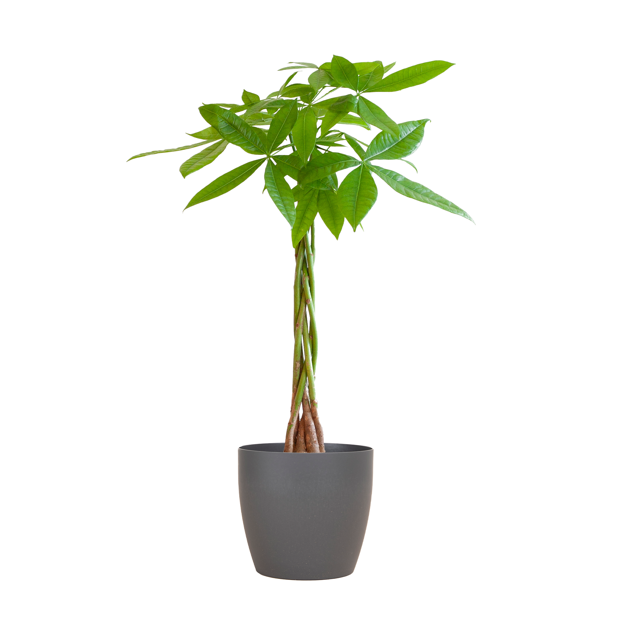 Pachira Aquatica met Viber grijs en pot Ø21cm. Plante verte type Pachira Aquatica met Viber grijs, livrée en pot, idéale pour intérieur lumineux.