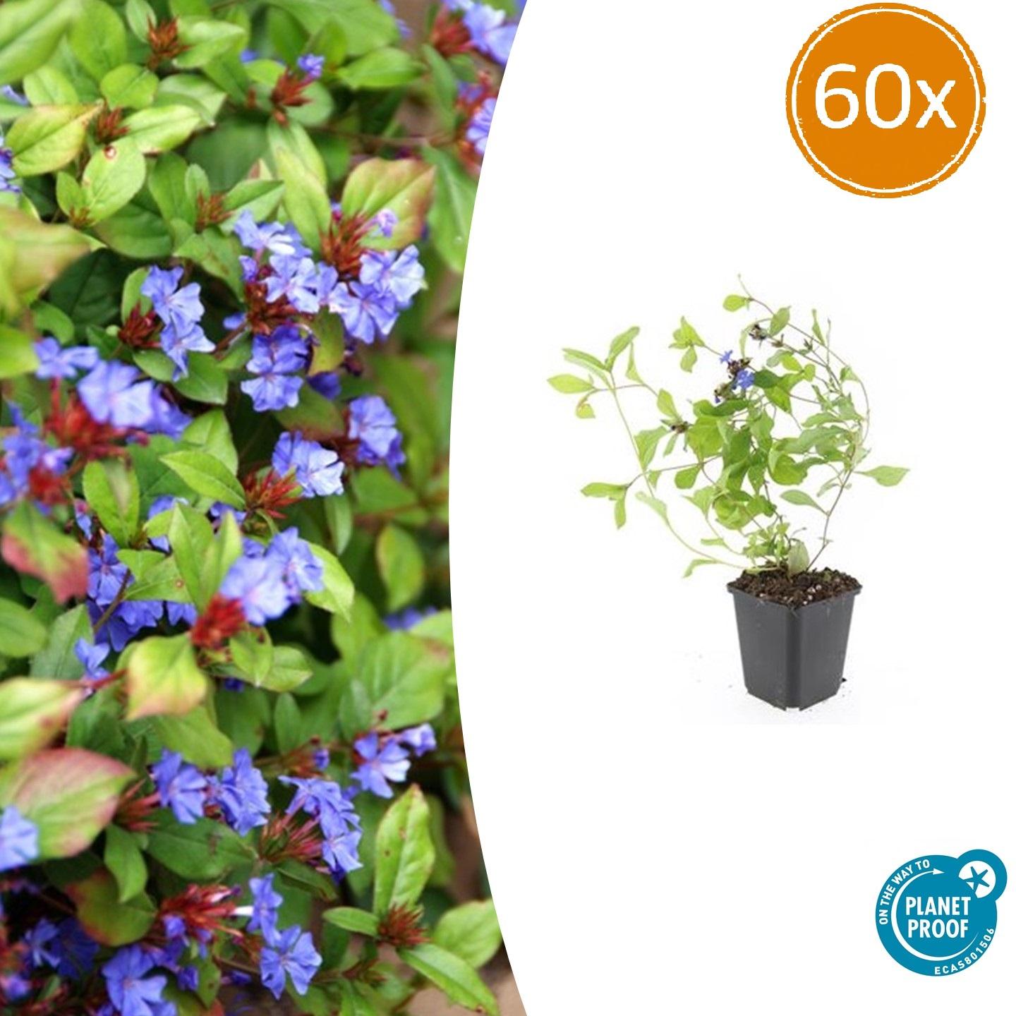 60x Ceratostigma plumbaginoides en pot Ø9cm  Hauteur 10cm. Plante verte type 60x Ceratostigma plumbaginoides, livrée en pot, idéale pour intérieur lumineux.