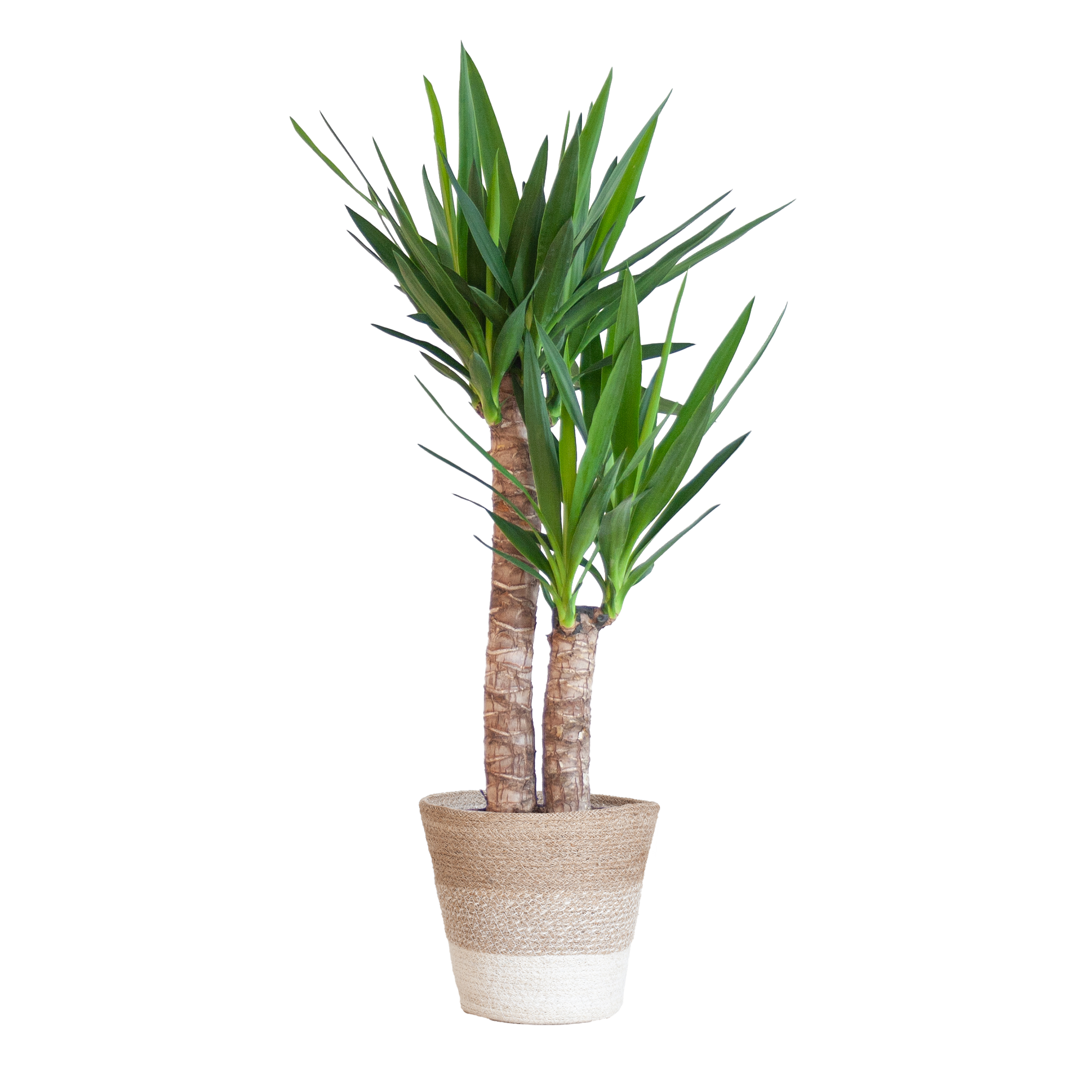 Yucca Elephantipes met Mand Lissabon wit en pot Ø21cm. Plante verte type Yucca Elephantipes met Mand Lissabon wit, livrée en pot, idéale pour intérieur lumineux.
