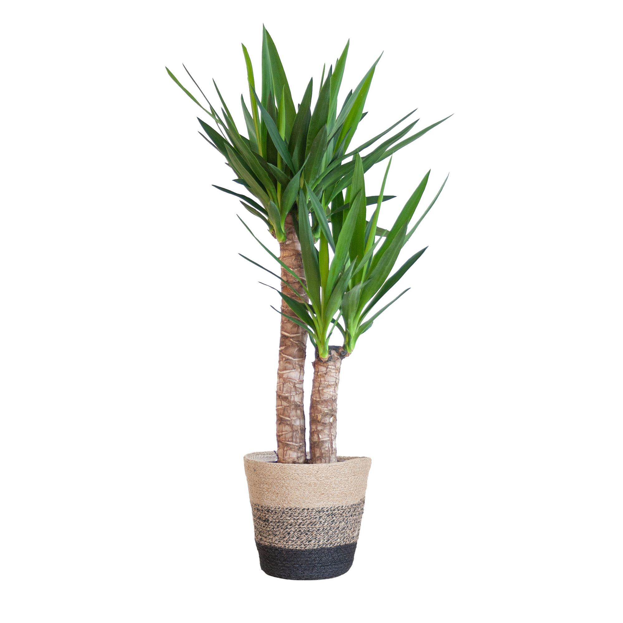 Yucca Elephantipes met Mand Lissabon zwart en pot Ø21cm. Plante verte type Yucca Elephantipes met Mand Lissabon zwart, livrée en pot, idéale pour intérieur lumineux.