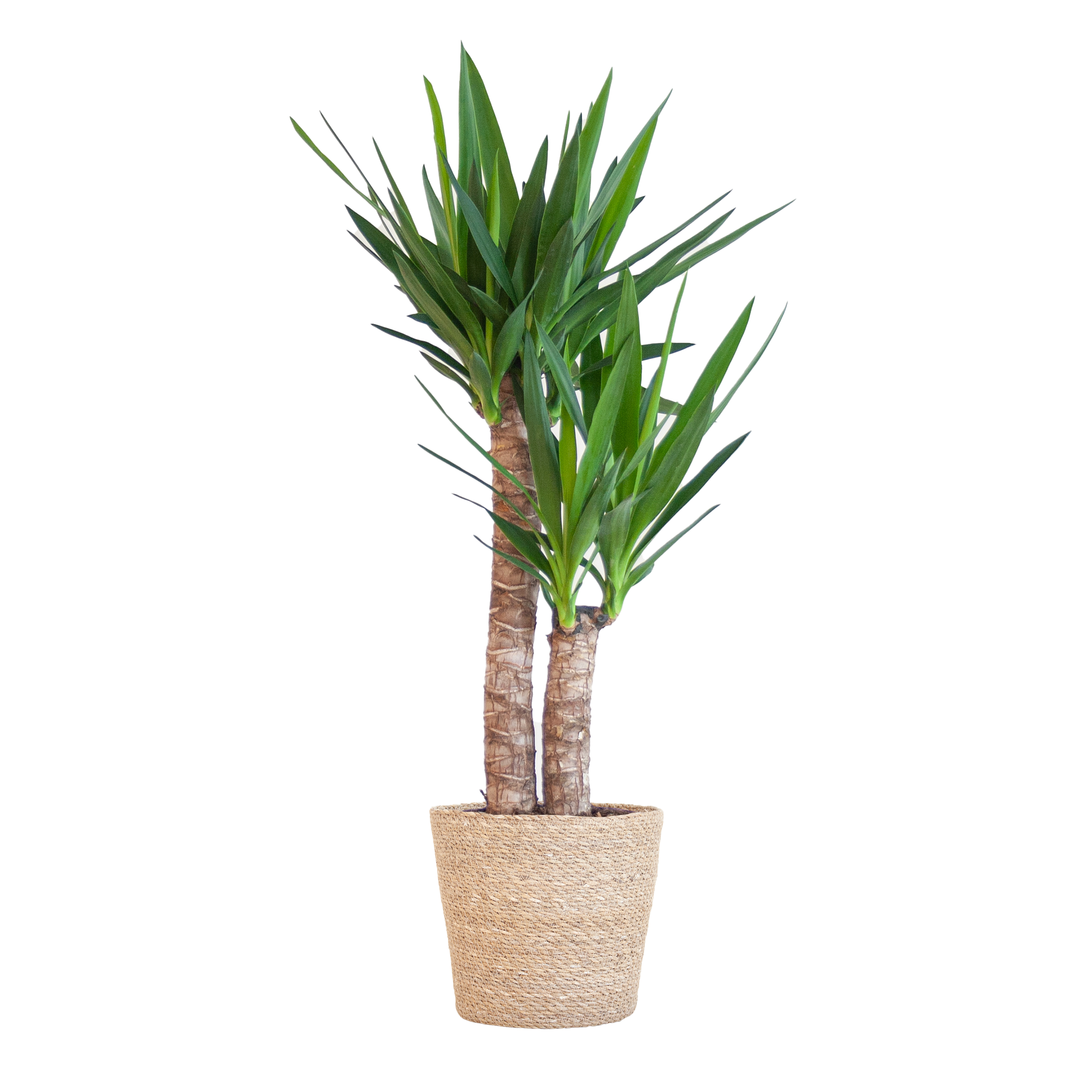 Yucca Elephantipes met Sofia mand naturel en pot Ø21cm. Plante verte type Yucca Elephantipes met Sofia mand naturel, livrée en pot, idéale pour intérieur lumineux.