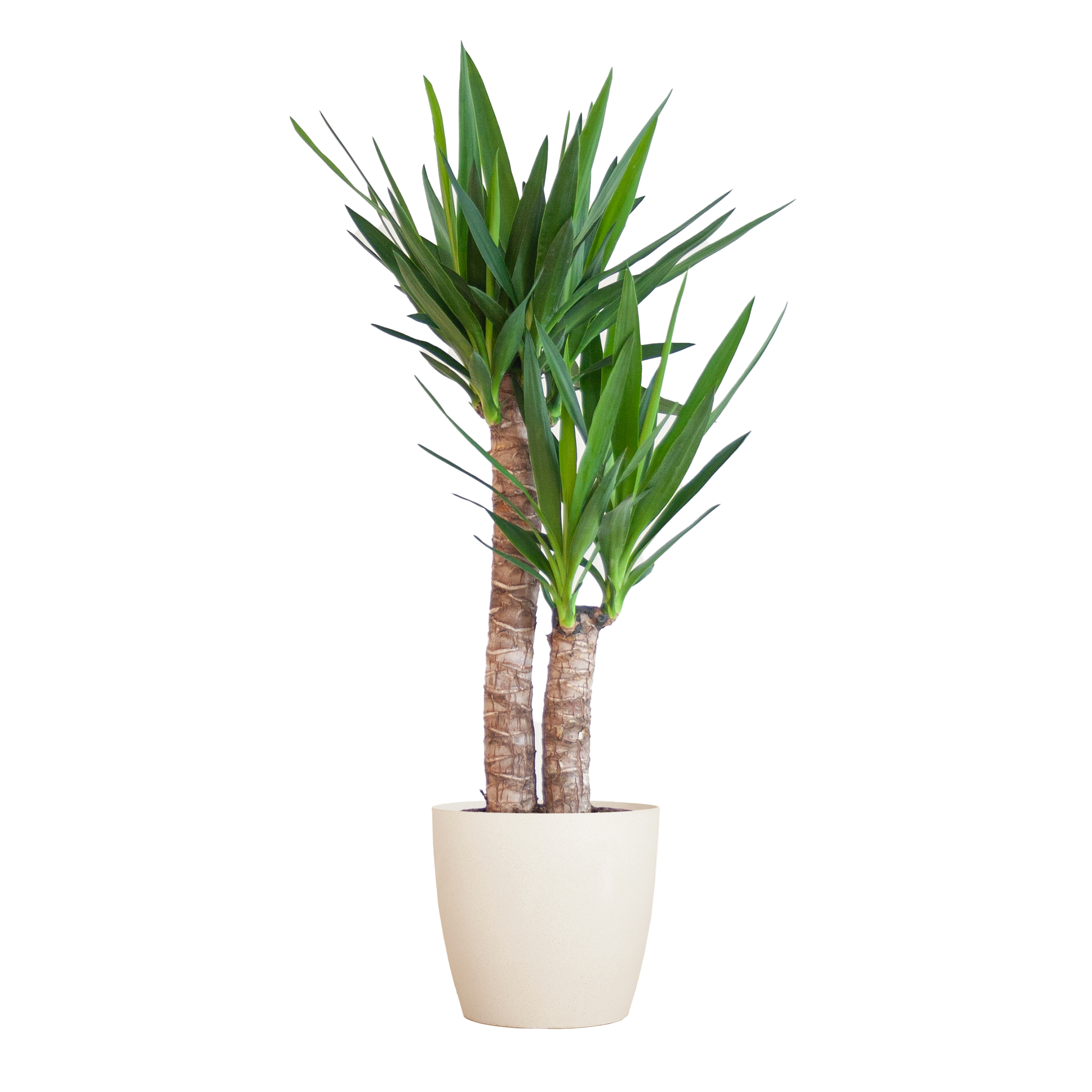 Yucca Elephantipes met Viber wit en pot Ø21cm. Plante verte type Yucca Elephantipes met Viber wit, livrée en pot, idéale pour intérieur lumineux.