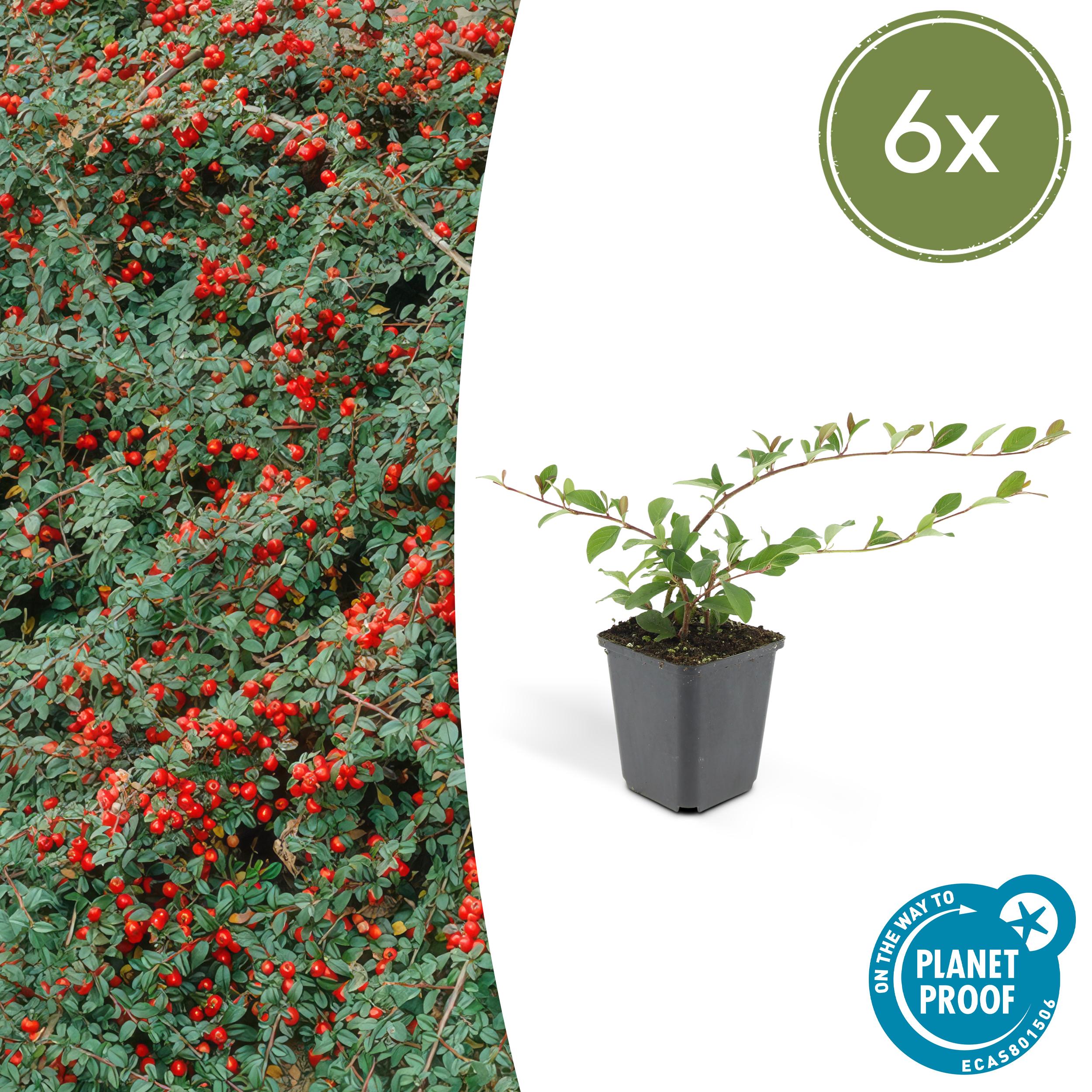 6x Cotoneaster dam. 'Major' en pot Ø9cm  Hauteur 25cm. Plante verte type 6x Cotoneaster dam. 'Major', livrée en pot, idéale pour intérieur lumineux.
