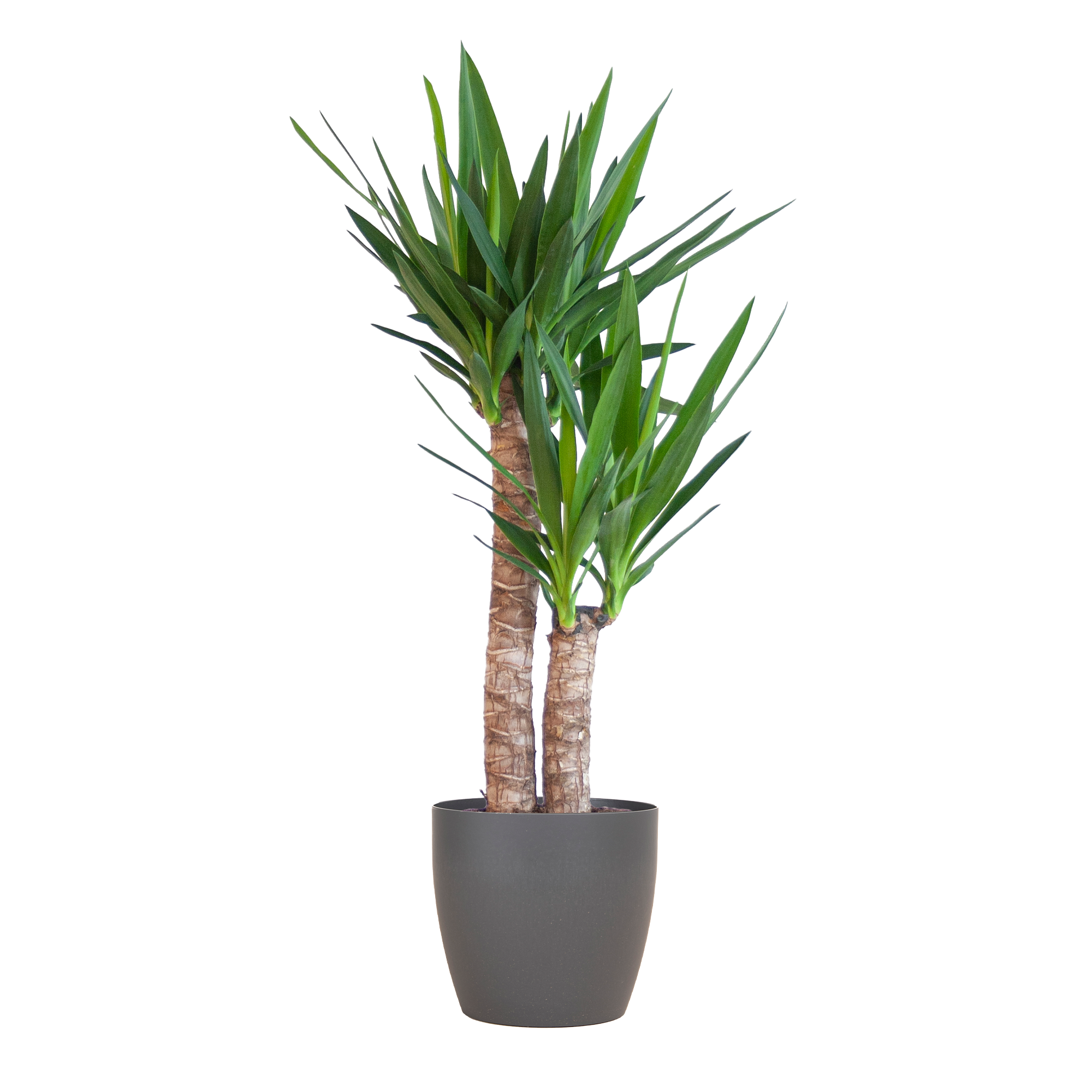 Yucca Elephantipes met Viber zwart en pot Ø21cm. Plante verte type Yucca Elephantipes met Viber zwart, livrée en pot, idéale pour intérieur lumineux.