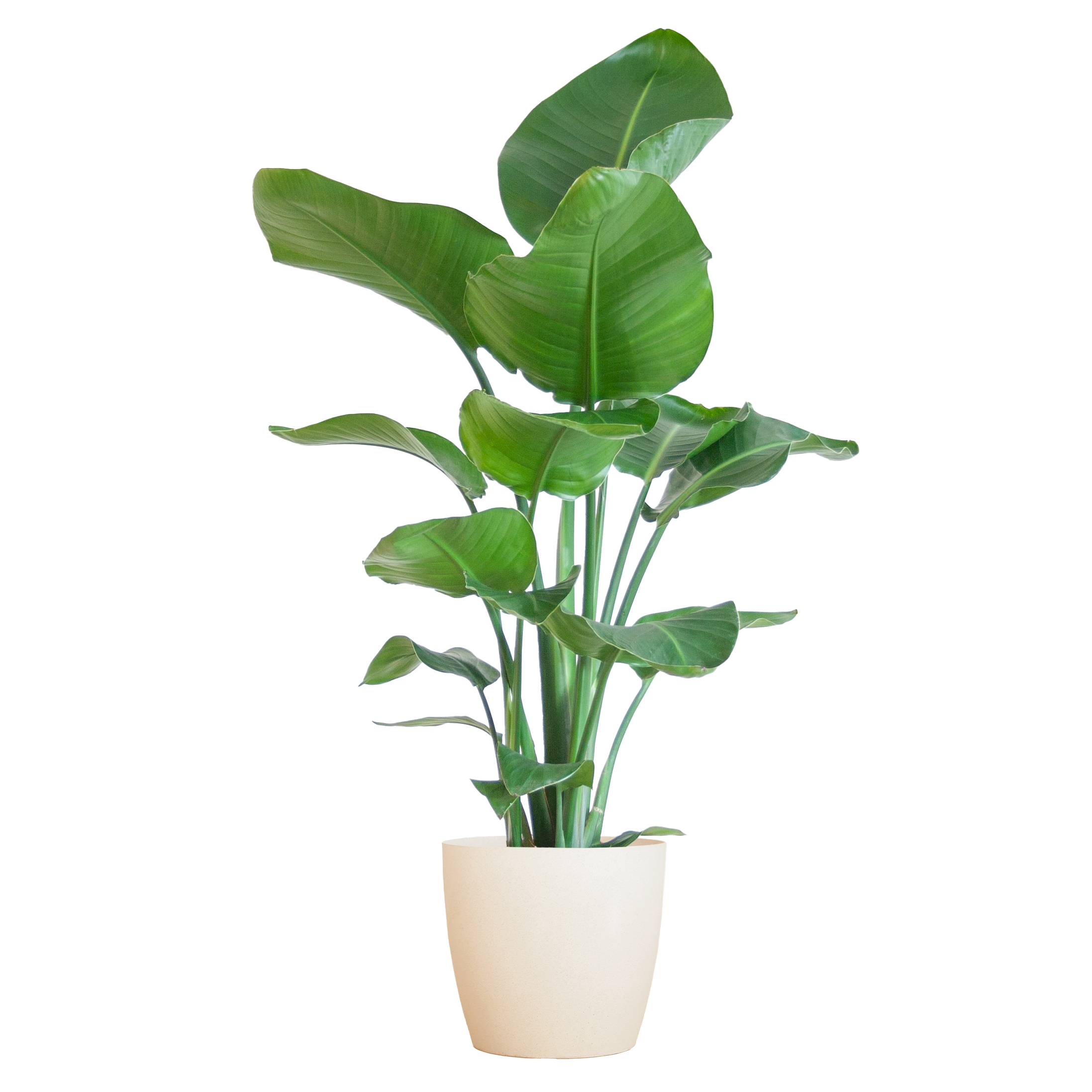 Strelitzia Nicolai met Viber pot wit en pot Ø21cm. Plante verte type Strelitzia Nicolai met Viber pot wit, livrée en pot, idéale pour intérieur lumineux.