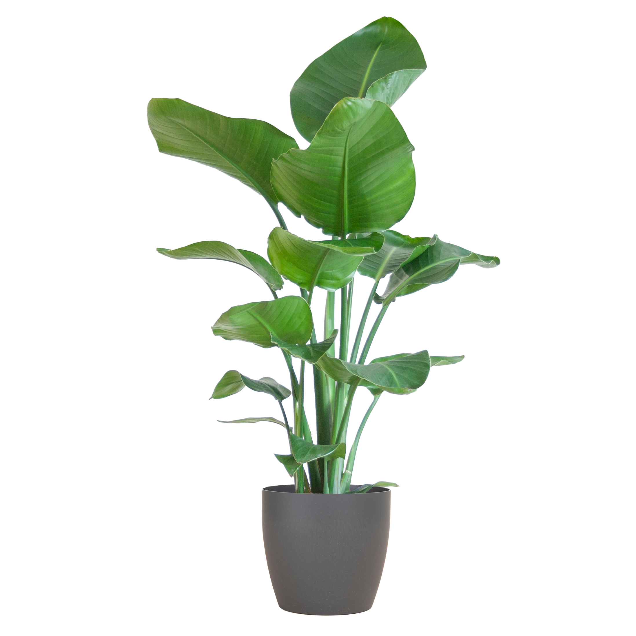 Strelitzia Nicolai met Viber pot grijs en pot Ø21cm. Plante verte type Strelitzia Nicolai met Viber pot grijs, livrée en pot, idéale pour intérieur lumineux.