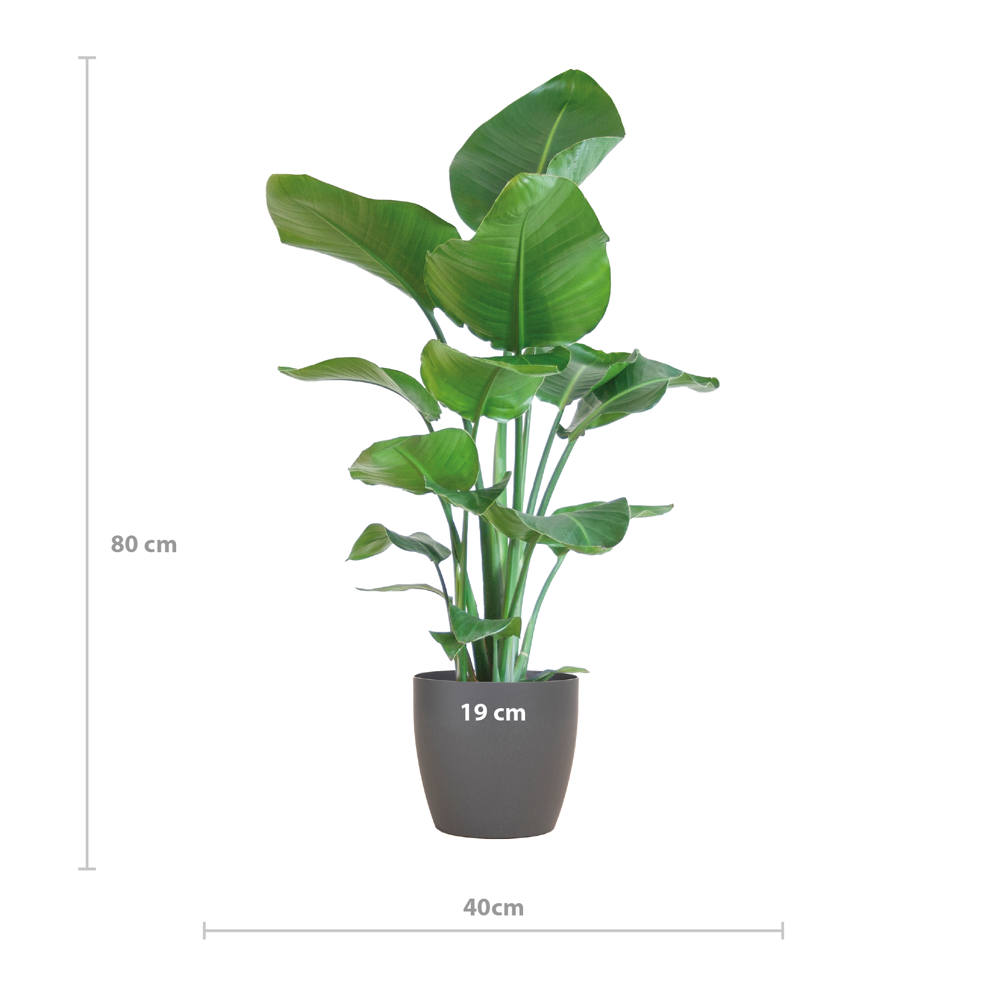 Strelitzia Nicolai met Viber pot grijs en pot Ø21cm. Plante verte type Strelitzia Nicolai met Viber pot grijs, livrée en pot, idéale pour intérieur lumineux. – Image 2