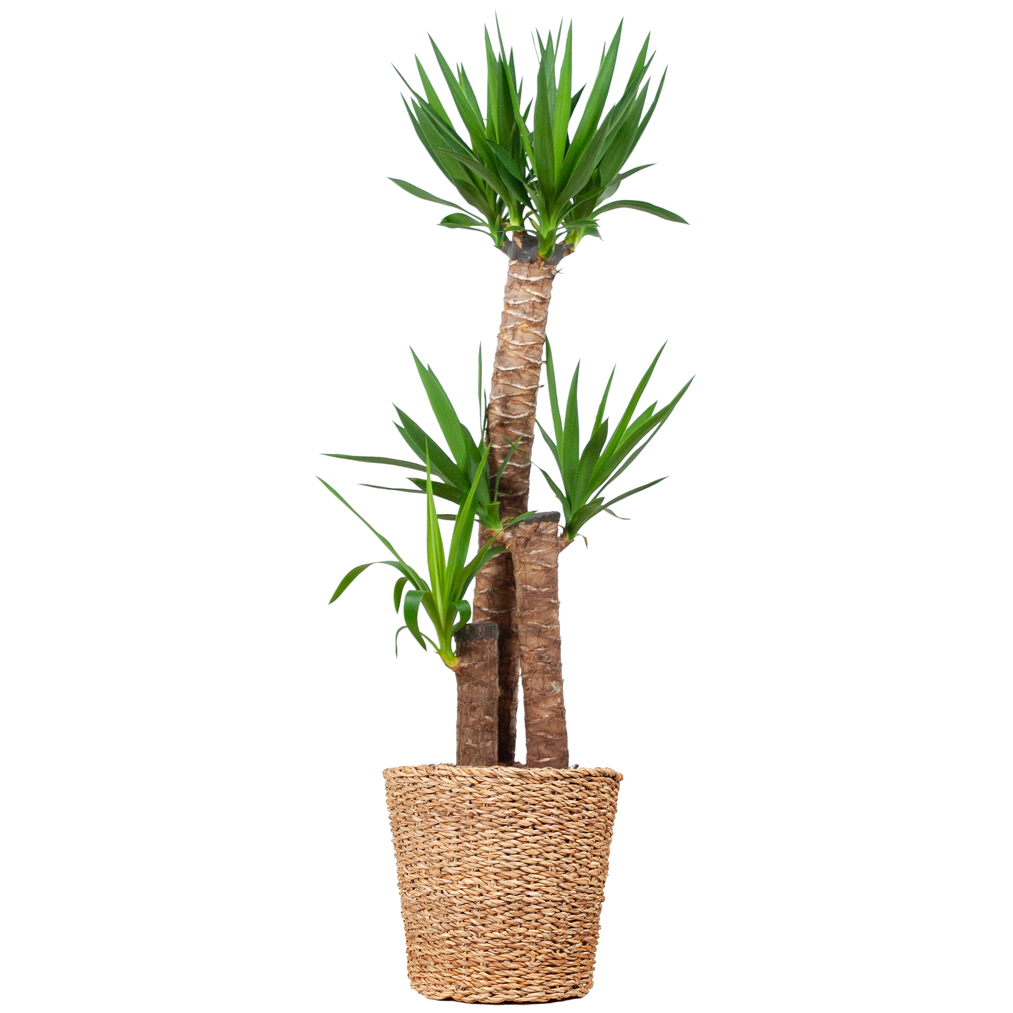 Yucca XL met Torun mand en pot Ø24cm. Plante verte type Yucca XL met Torun mand, livrée en pot, idéale pour intérieur lumineux.